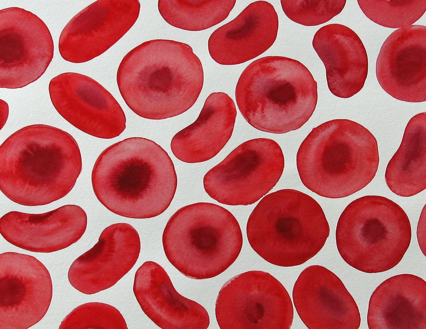 Сколько круг в крови. Эритроциты соединительная ткань. Кровь соединительная ткань. Соединительная ткань кровь под микроскопом.