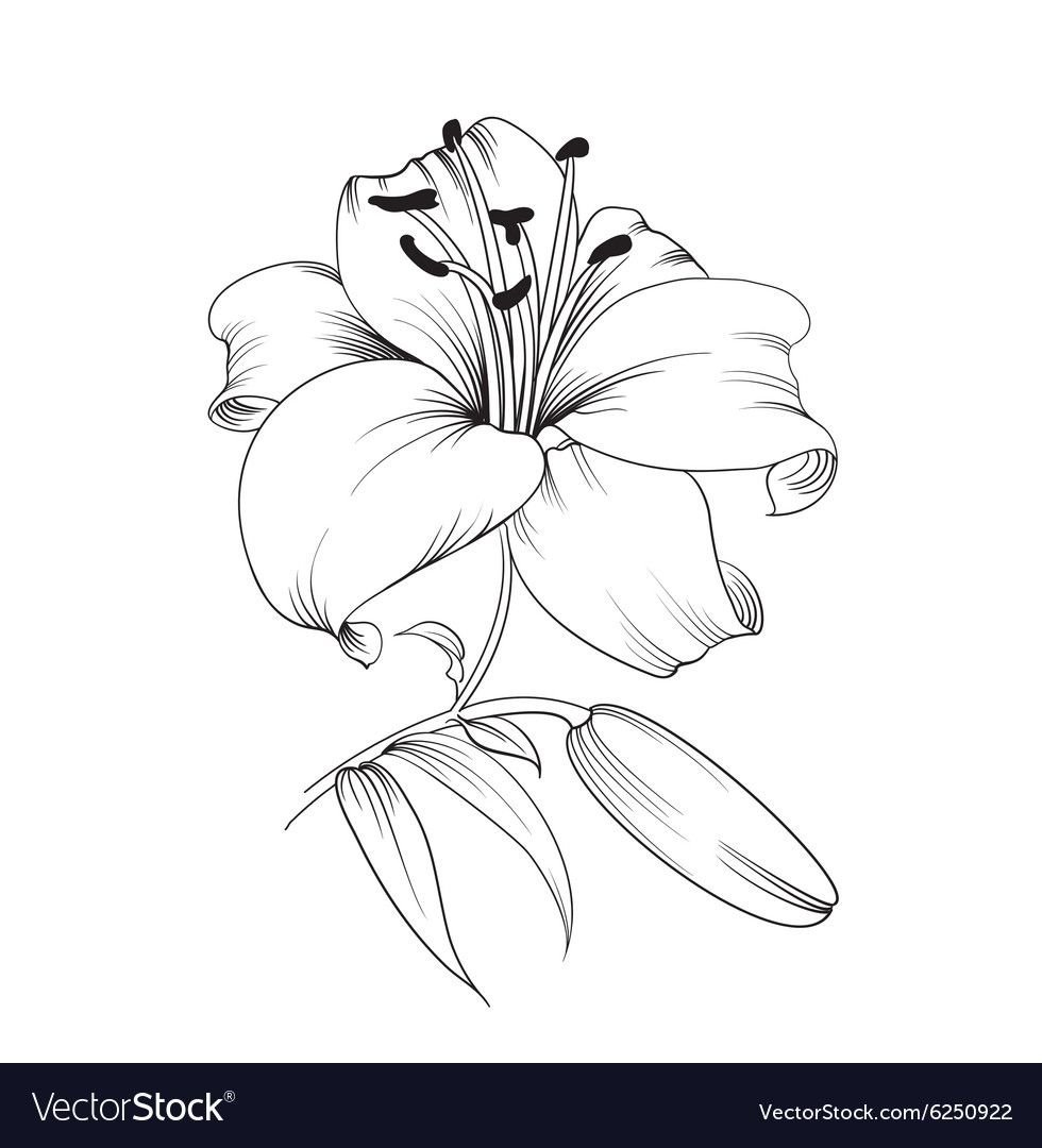 Лилия черно белый рисунок