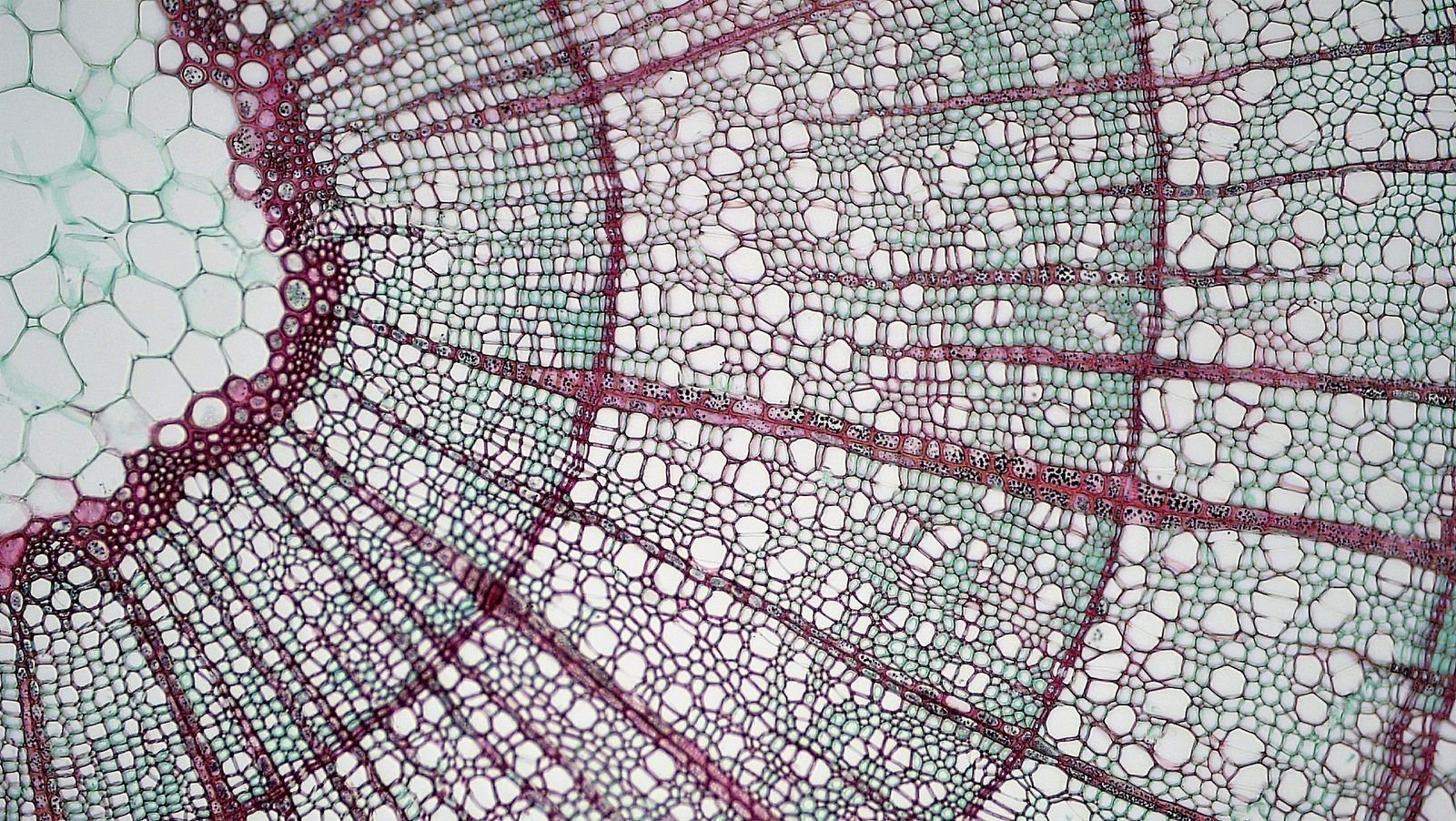Ткань хвойных. Аэренхима ткань растений. Поперечный срез стебля микроскоп. Микропрепарат ветка липы поперечный срез. Поперечный срез стебля кирказона.