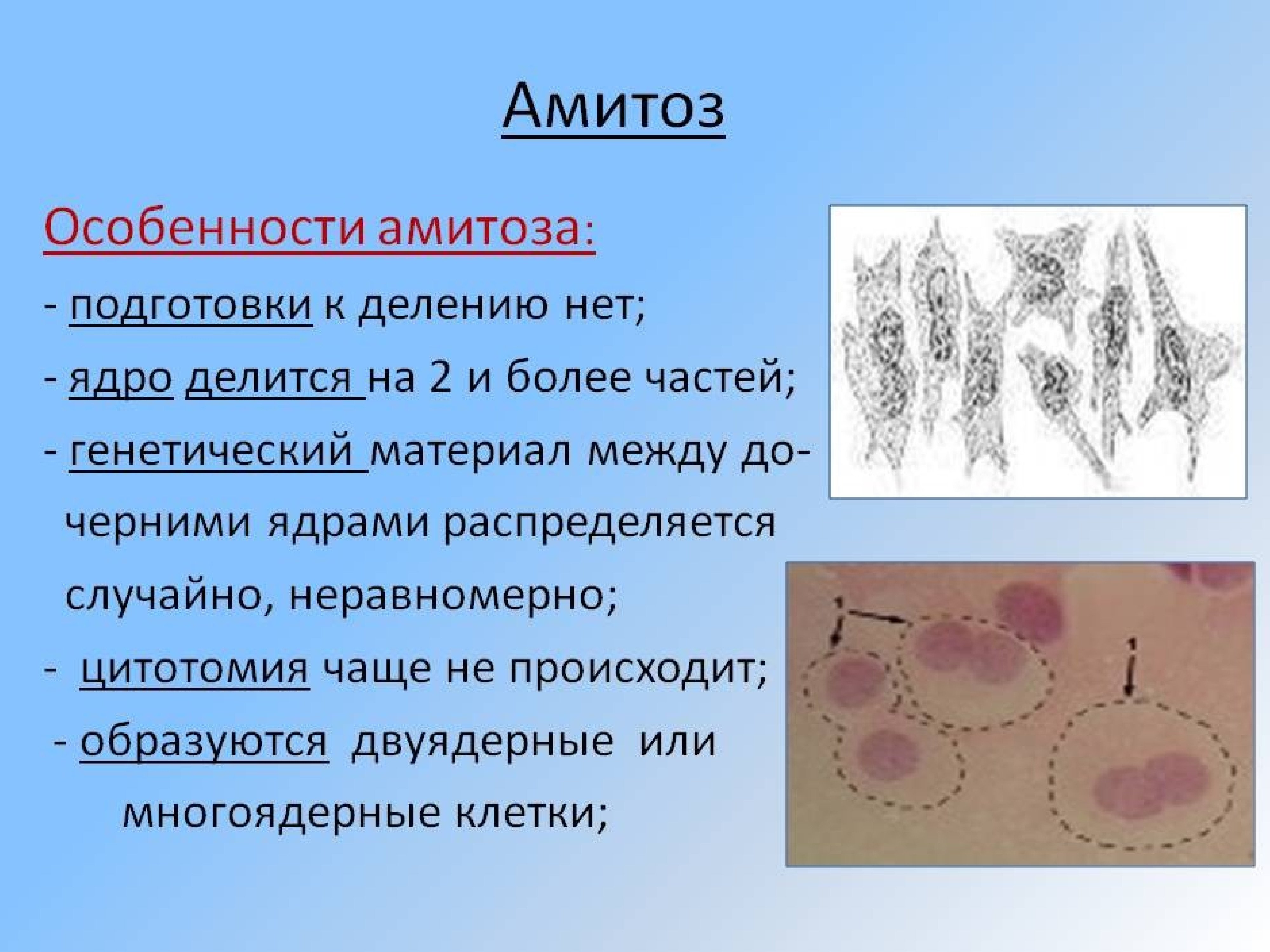 Способы деления клеток амитоз