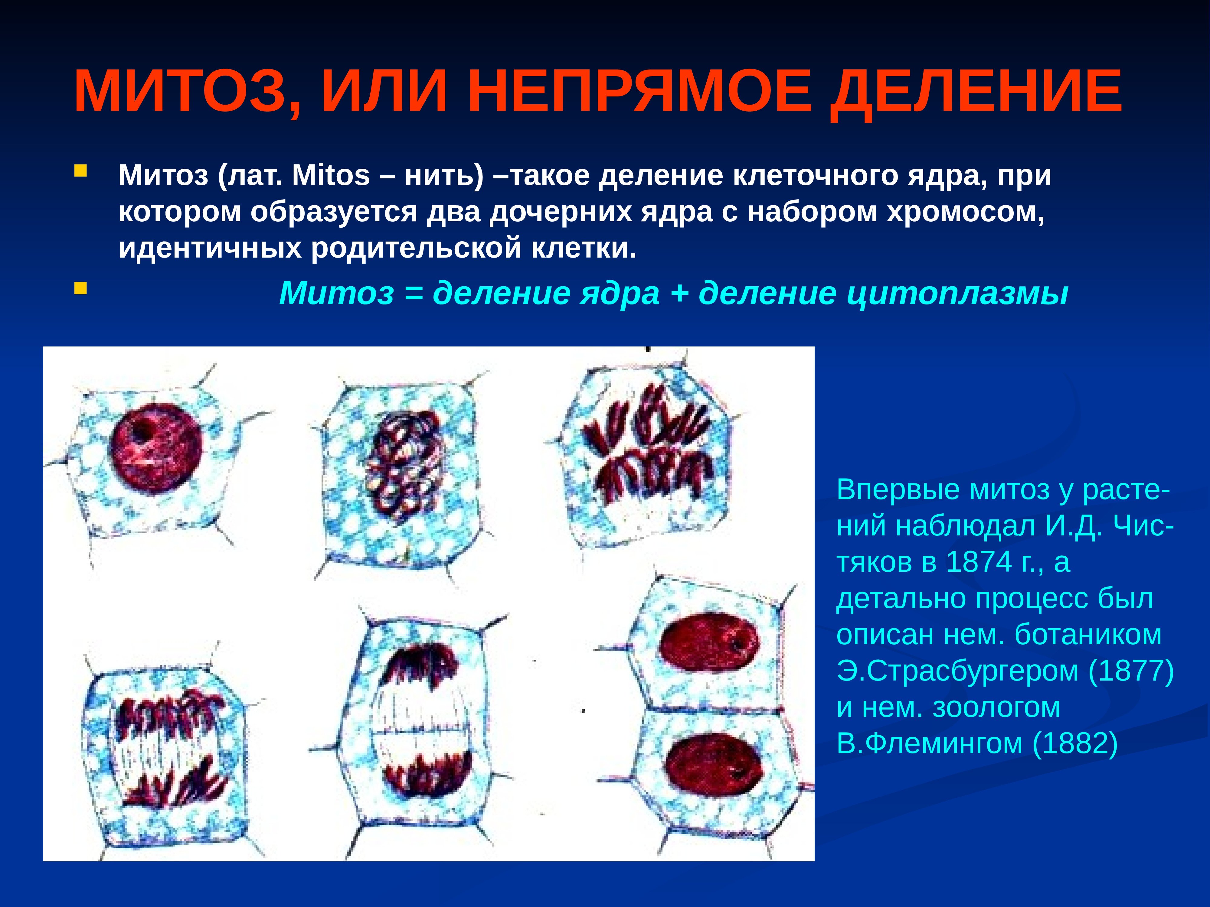 Деление клеток спорогенной ткани. Митоз Непрямое деление клетки. Размножение митоз. Митоз Непрямое деление. Митотическое деление клетки.