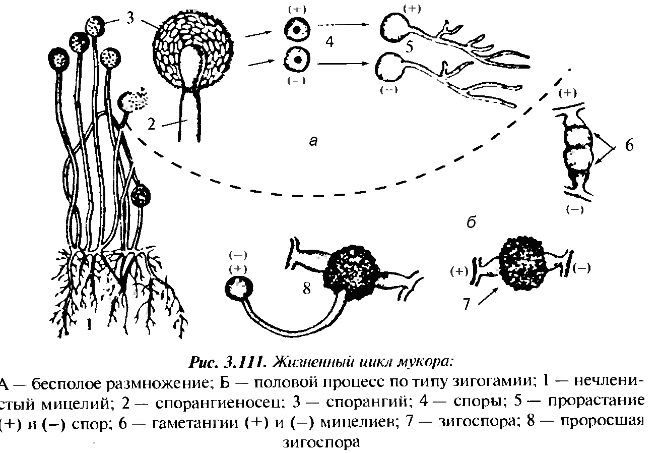 Размножение мукора. Жизненный цикл мукора схема. Цикл размножения мукора. Строение и цикл развития мукора. Жизненный цикл гриба мукора.
