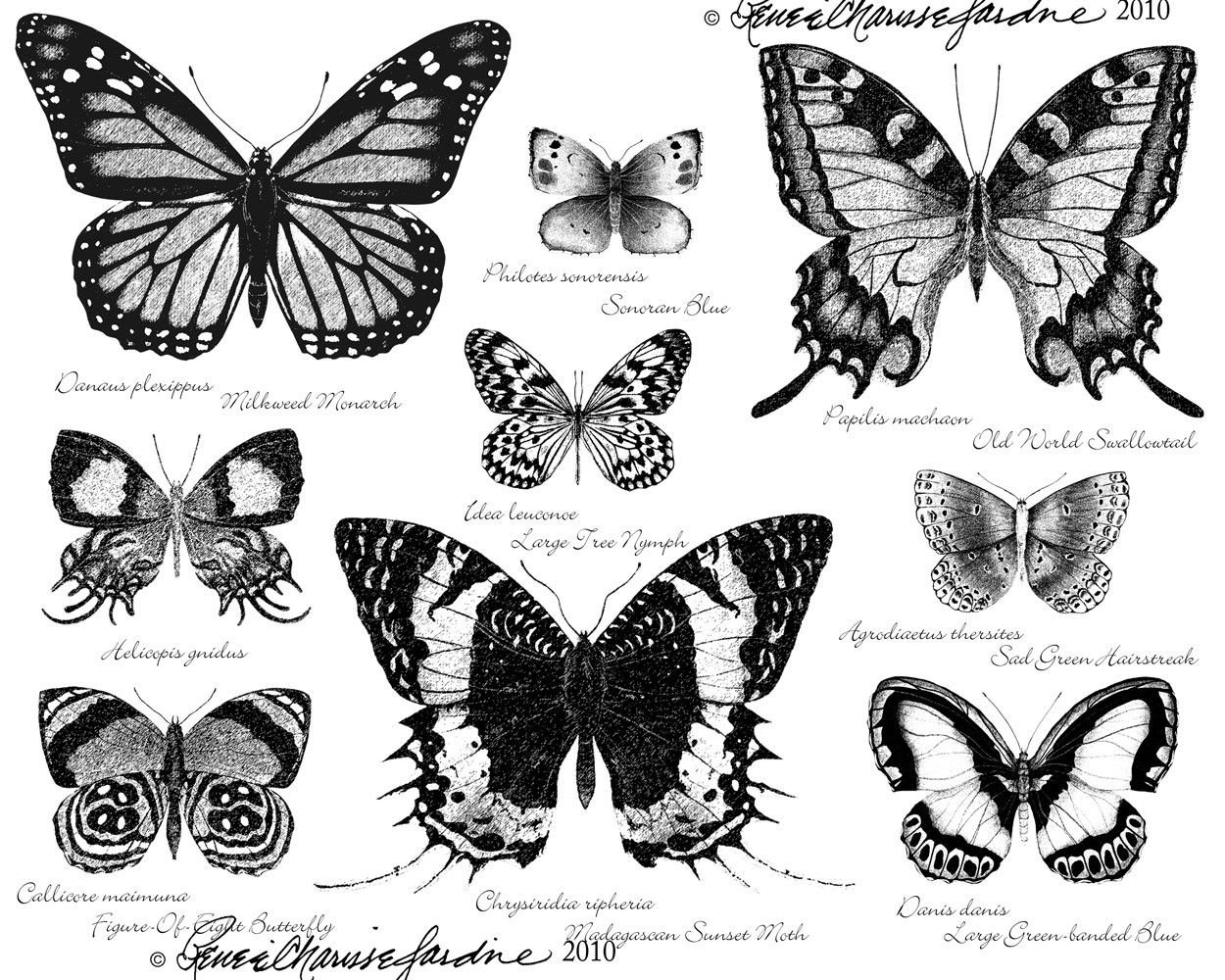 Название рисунков бабочки. Бабочка эскиз. Бабочка тату эскиз. Бабочки картинки. Бабочка черно белая.