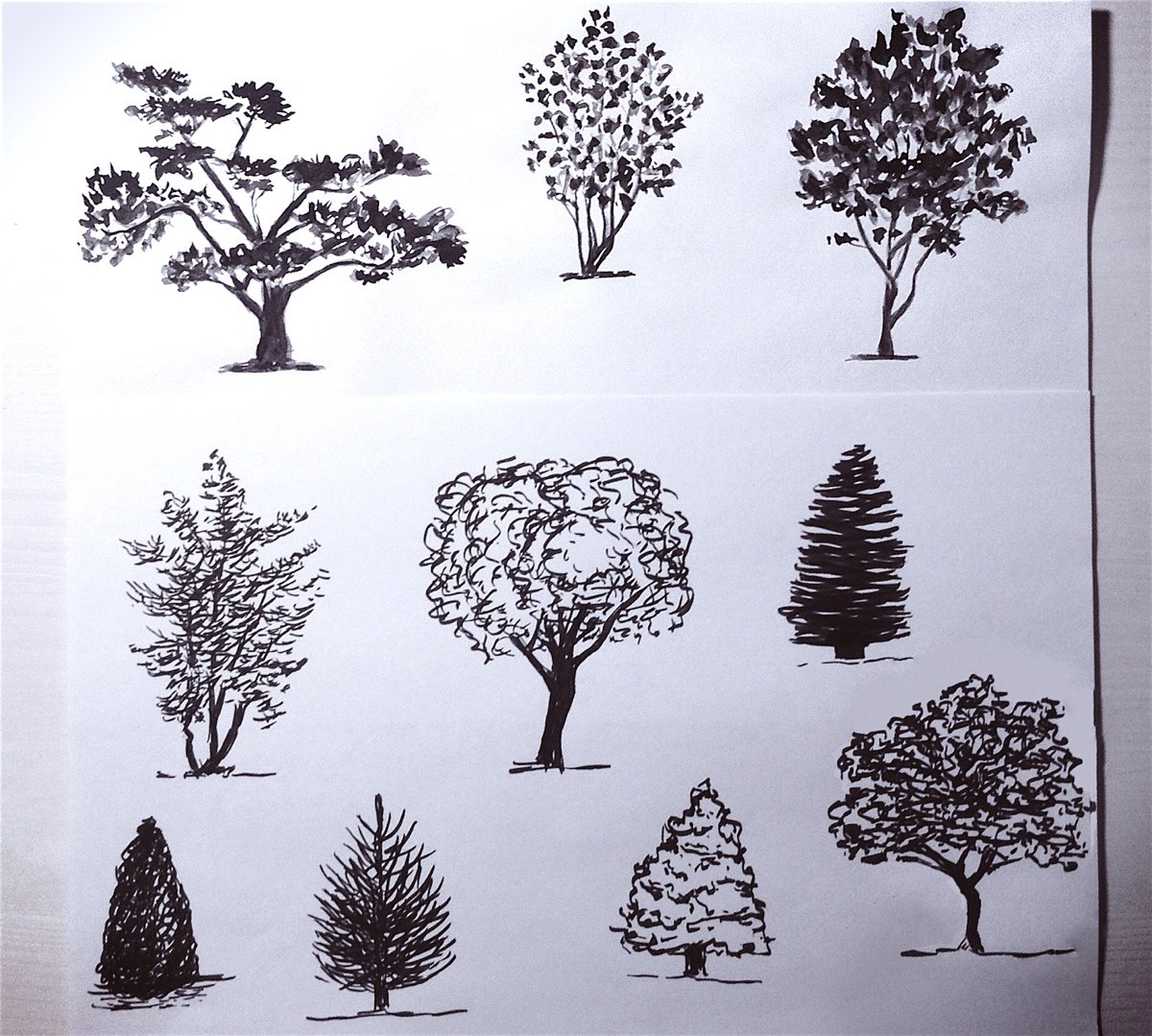 Две группы деревьев. Стилизованные деревья. Дерево скетч. Графическое дерево. Зарисовки деревьев.