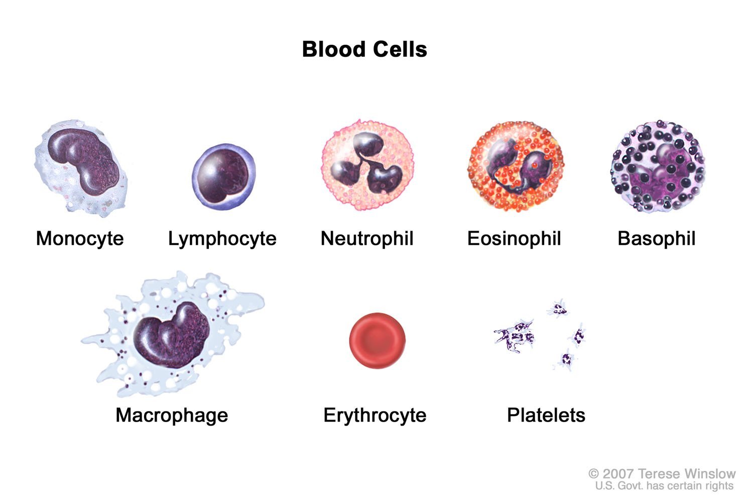 Neutrófilos bajos y linfocitos altos