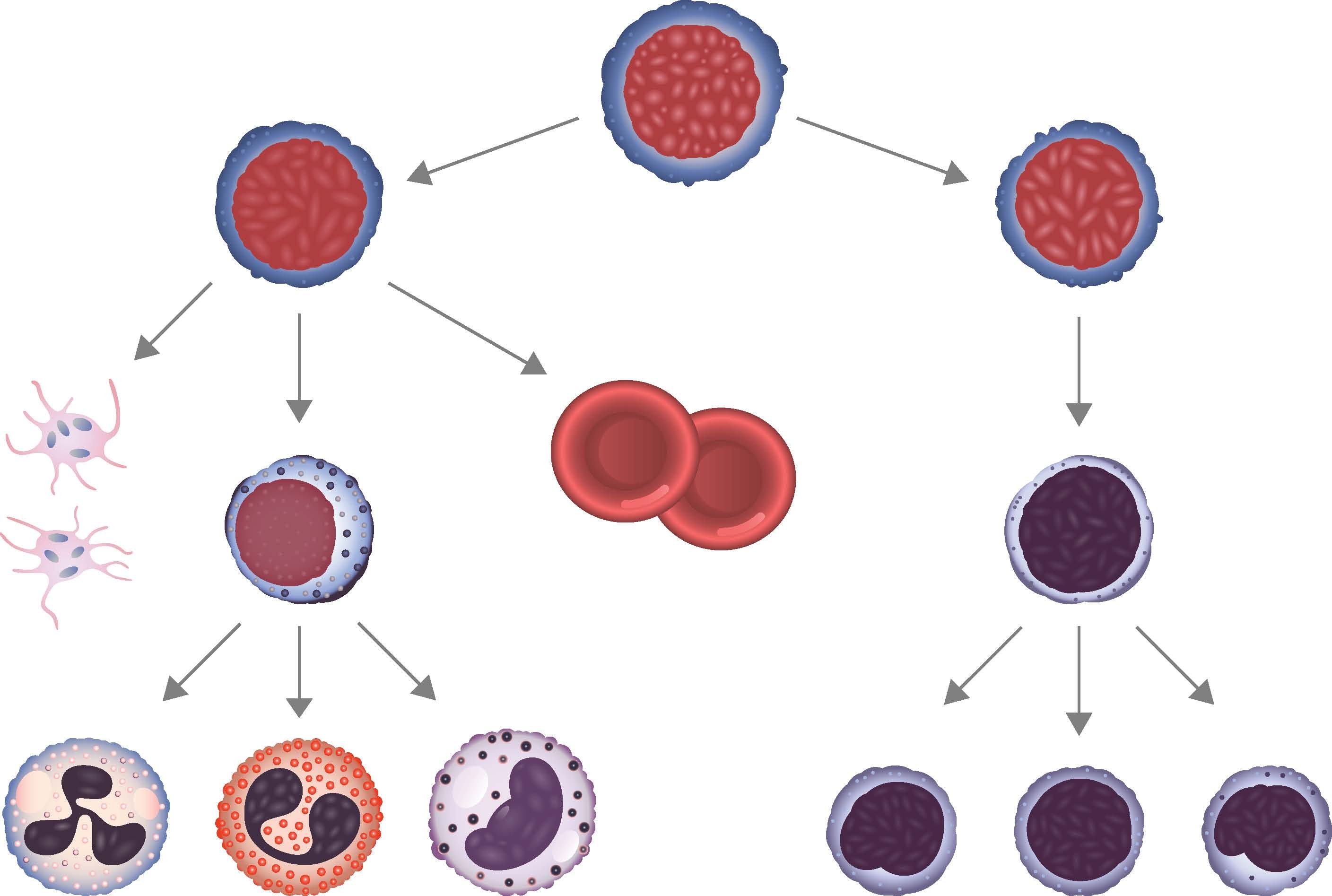 Кровь на б клетки. Эритропоэз клетки. Клетки крови миелоидного ряда. Стволовая клетка крови дифференцировка. Процесс деления стволовых клеток крови у человека.