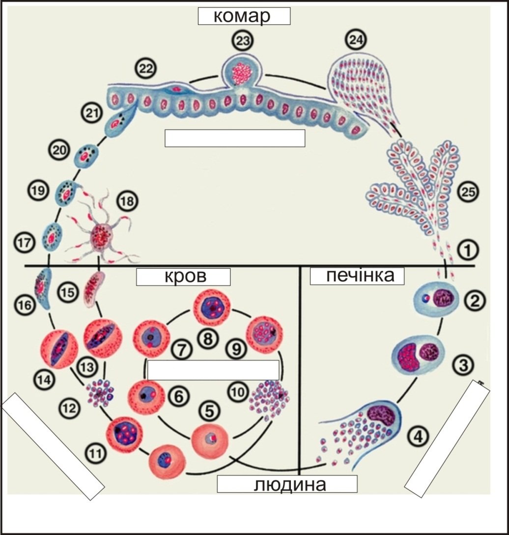 Малярийный плазмодий клетка. Цикл развития малярийного плазмодия схема. Стадии жизненного цикла малярийного плазмодия. Жизненный цикл малярийного плазмодия схема. Цикл развития малярийного паразита.