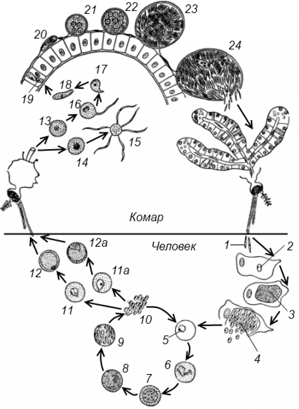 Цикл малярии. Жизненный цикл малярийного плазмодия. Жизненный цикл малярийного плазмодия схема. Цикл развития плазмодия малярии схема. Жизненный цикл малярийного плазмодия рисунок.
