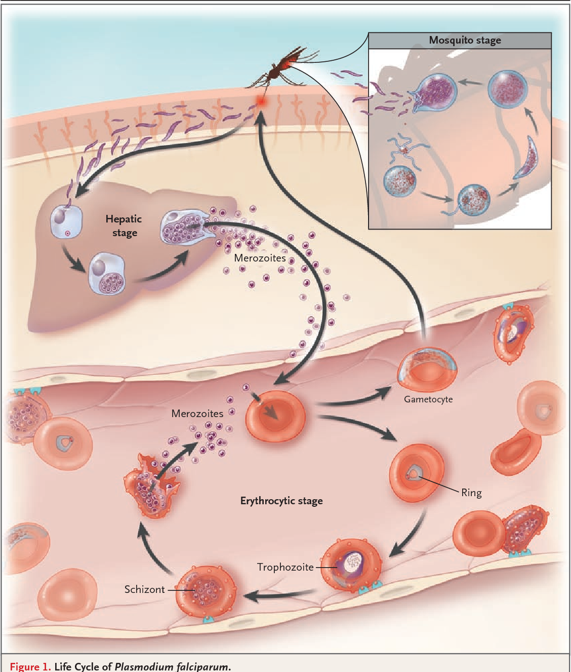 Несколько ведущих генераций плазмодиев в патогенезе малярии. Цикл малярийного плазмодия. Жизненный цикл малярийного плазмодия. Plasmodium Vivax жизненный цикл. Цикл малярийного малярийного плазмодия.
