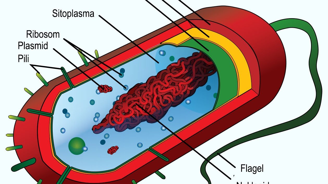 Клеточная стенка и мембрана бактерий