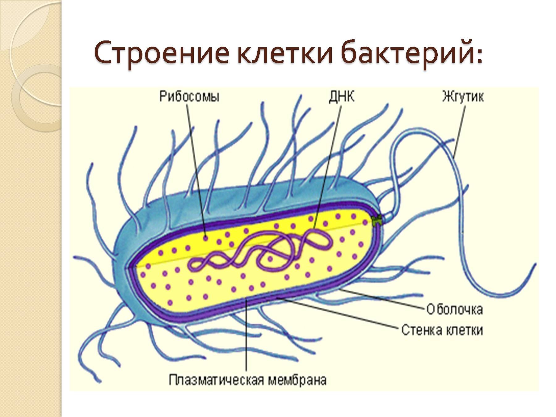 Свойства клеток бактерий