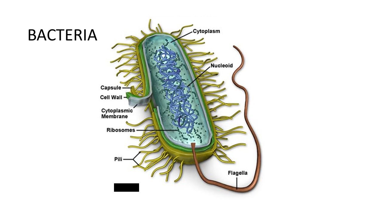 Нуклеоид прокариот. Строение бактерии. Нуклеоид бактерий. Молликутные бактерии. Prokaryotic Cell.