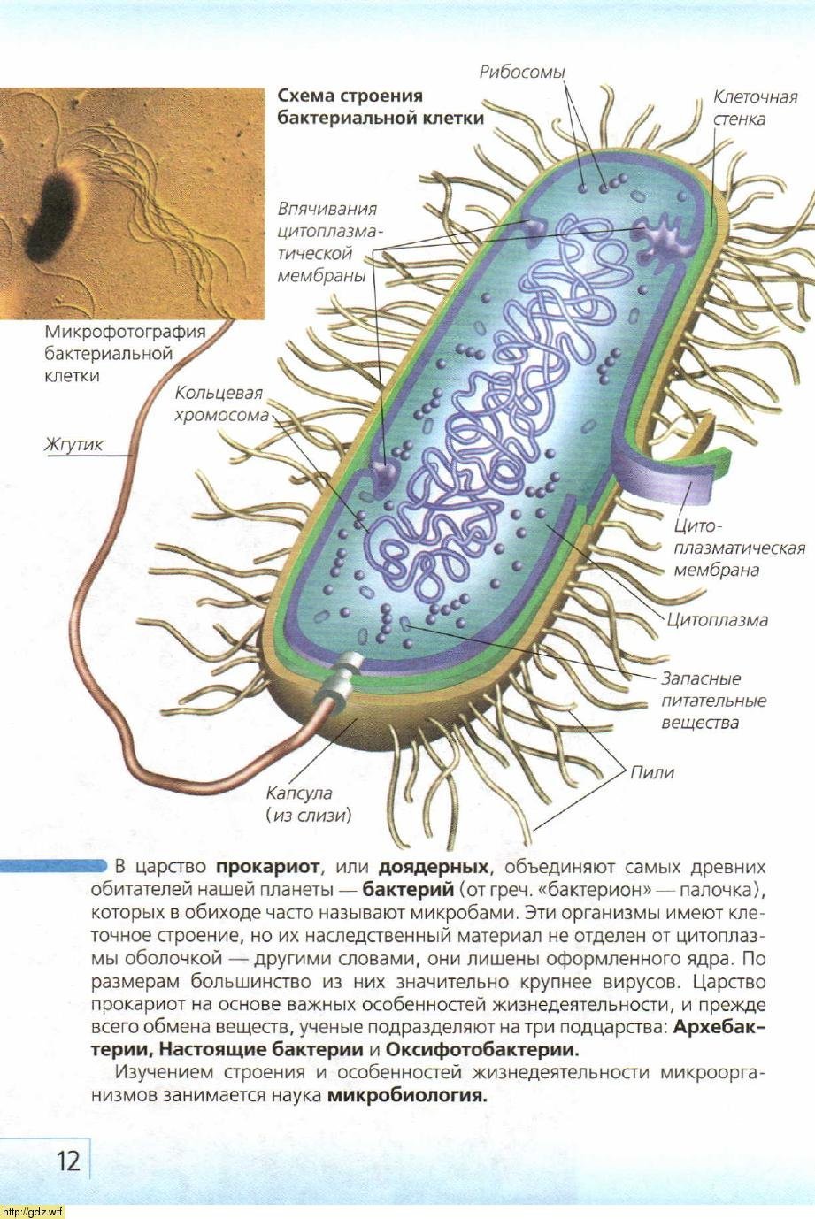 Бактерии прокариоты 5 класс. Строение бактериальной клетки прокариот. Строение бактериальной клетки. Особенности строения бактериальной клетки. Строение прокариот.