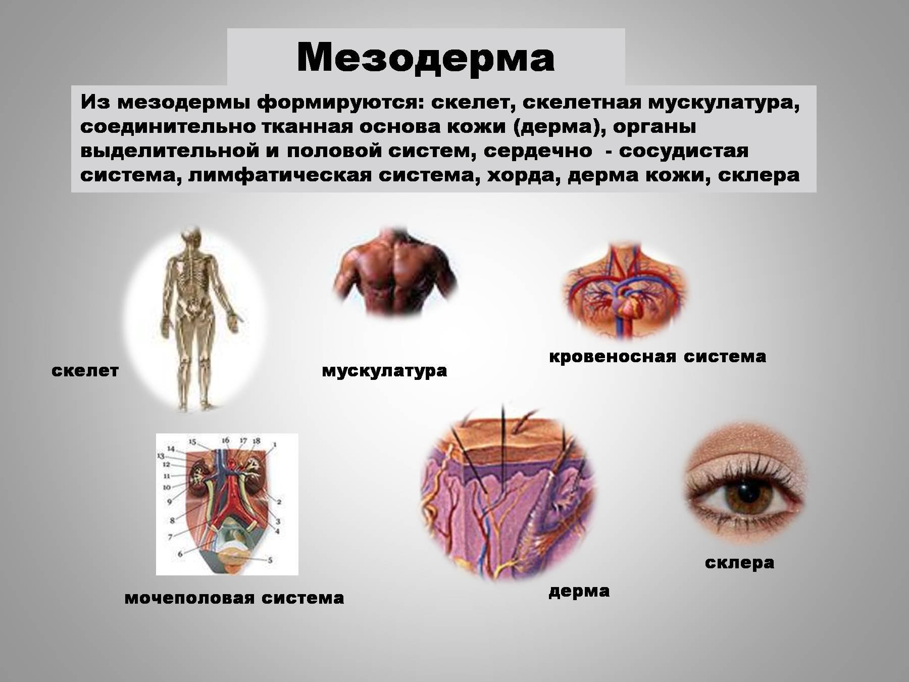 Которые образуются в особых органах. Мезодерма. Мезодерма органы. Что из мезодермы. Что образуется из мезодермы.