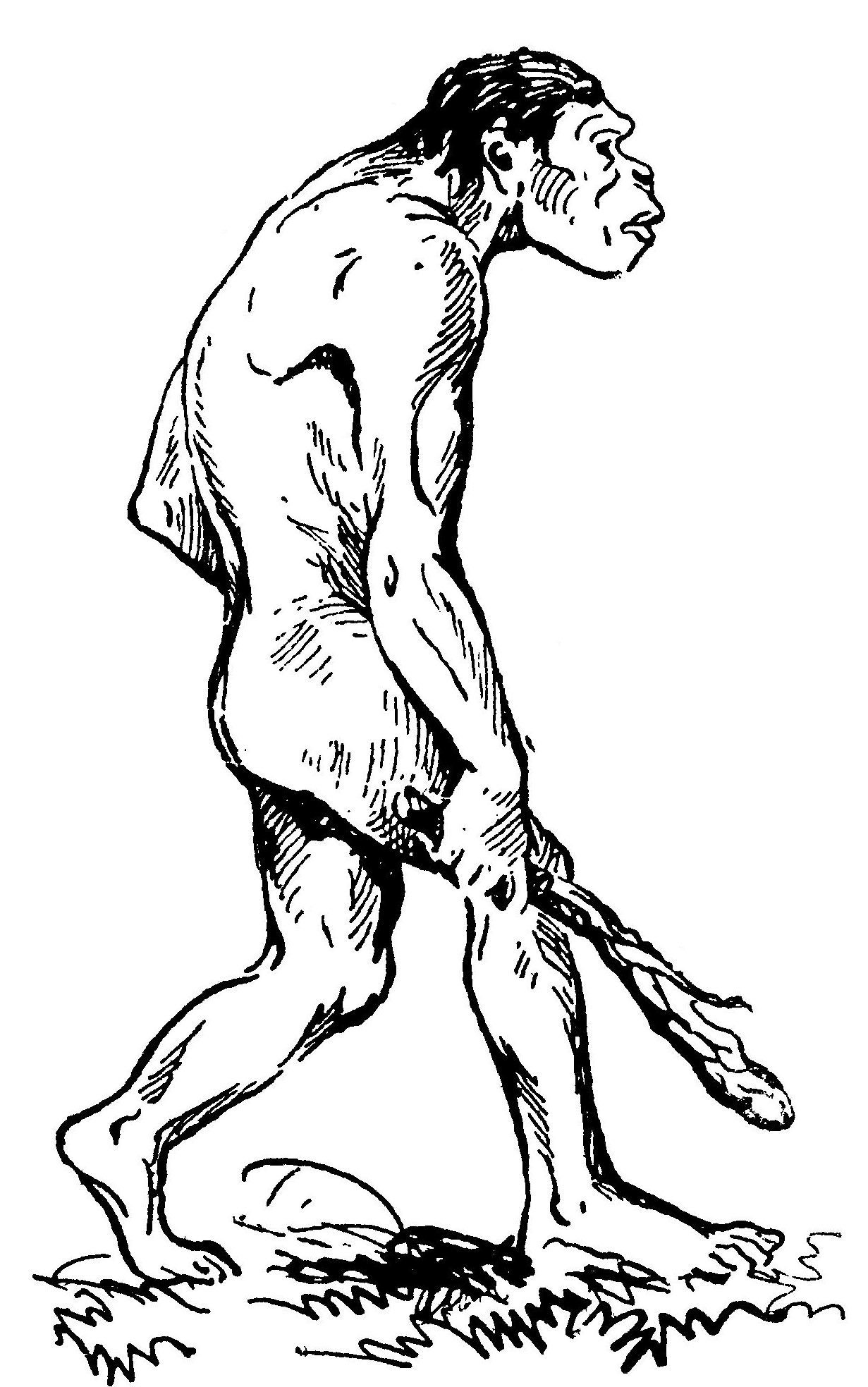 Нарисовать первобытного. Древний человек питекантроп. Неандерталец древний человек рисунок. Питекантроп эпоха. Нарисовать первобытного человека.