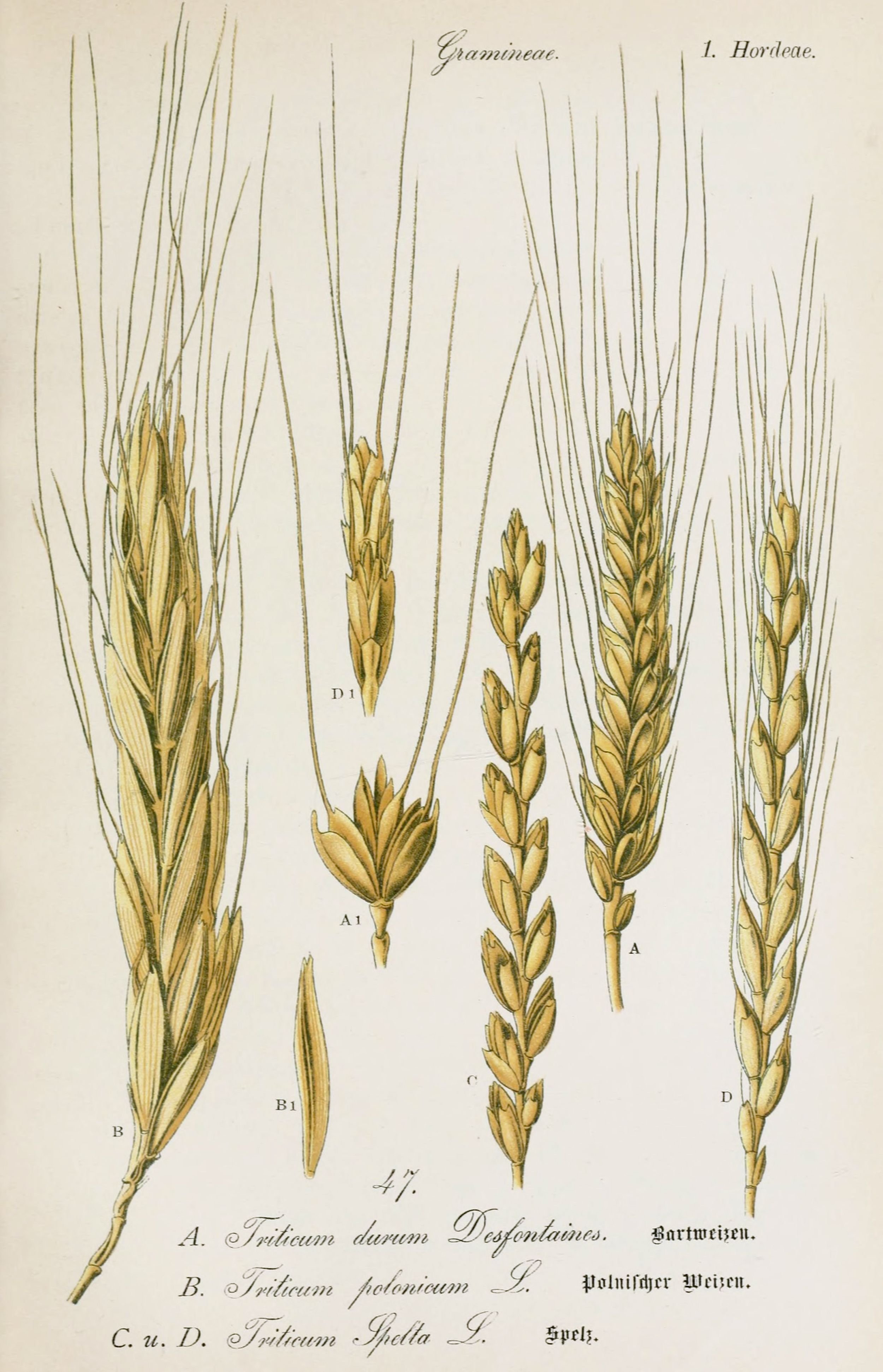 Жито корень. Тритикум Полоникум. Пшеница твердая Ботанический рисунок. Рожь посевная гербарий. Яровая мягкая пшеница гербарий.