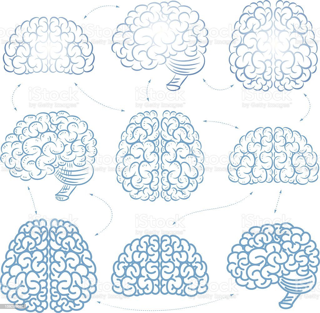 Brain 70. Мозг спереди вектор. Мозги вектор спереди. Эскиз мозга с боку. Мозг сетка.