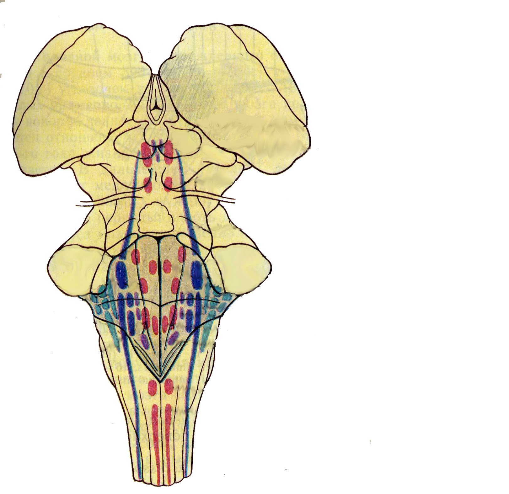 Ядра черепных нервов ствола мозга. 4 Желудочек ромбовидная ямка. Ромбовидная ямка анатомия. Ромбовидная ямка продолговатого мозга. Ядра 4 желудочка.