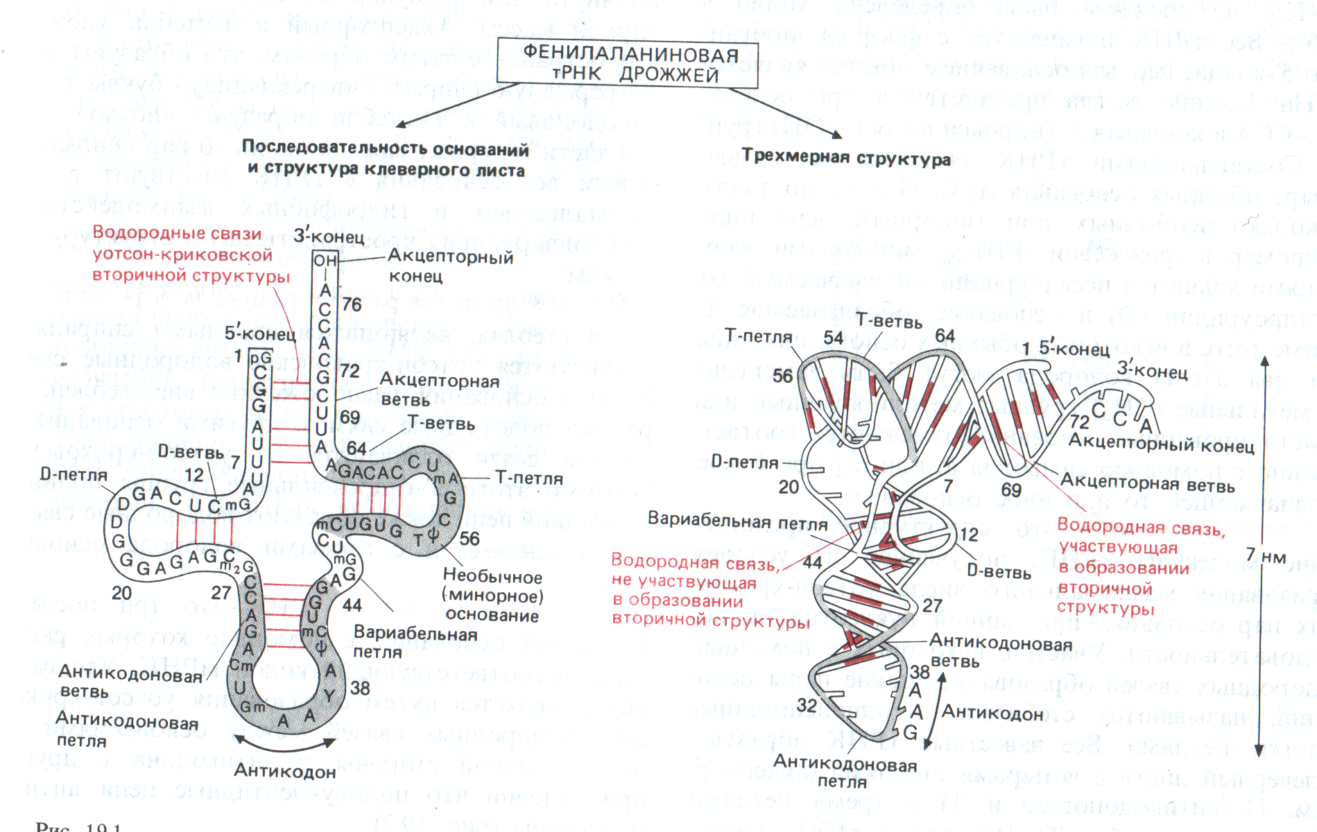 Вторичная структура т РНК. Вторичная структура структура РНК. Вторичная структура петли ТРНК. Третичная структура т РНК.