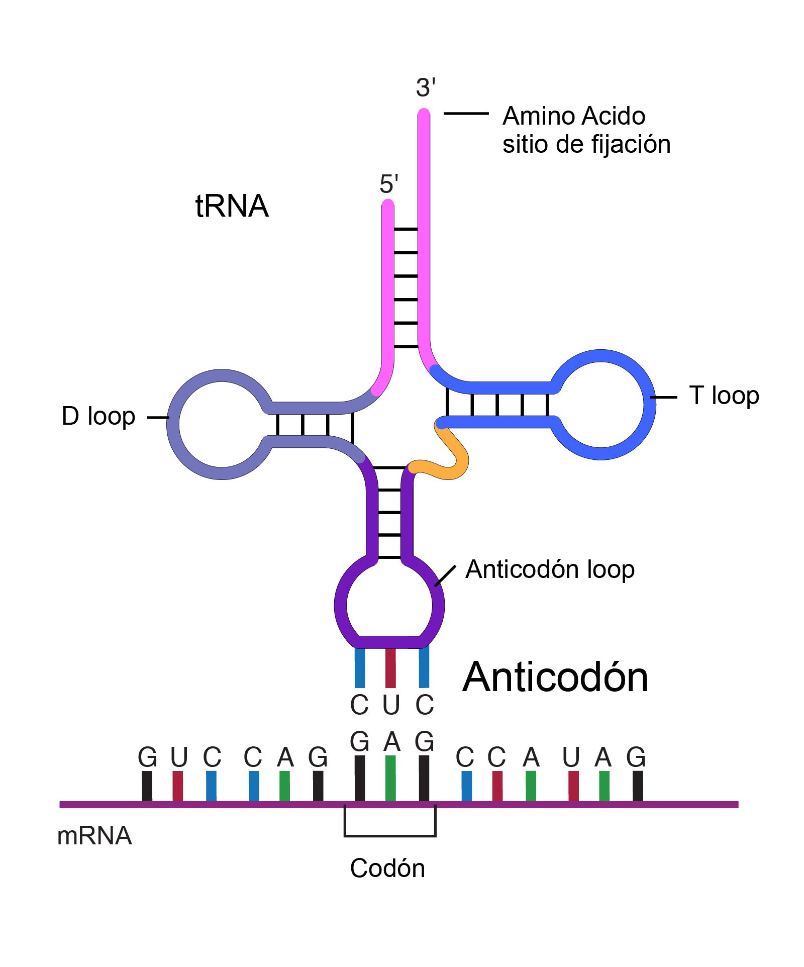 Ггц рнк. Транспортная РНК. Антикодоны ТРНК. Т РНК строение. Молекула ТРНК.