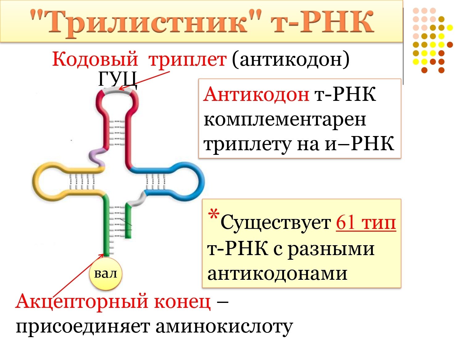 Кодоны т рнк. Антикодоны ТРНК. Антикодон транспортной РНК. Кодон и антикодон ТРНК. Строение транспортной РНК.