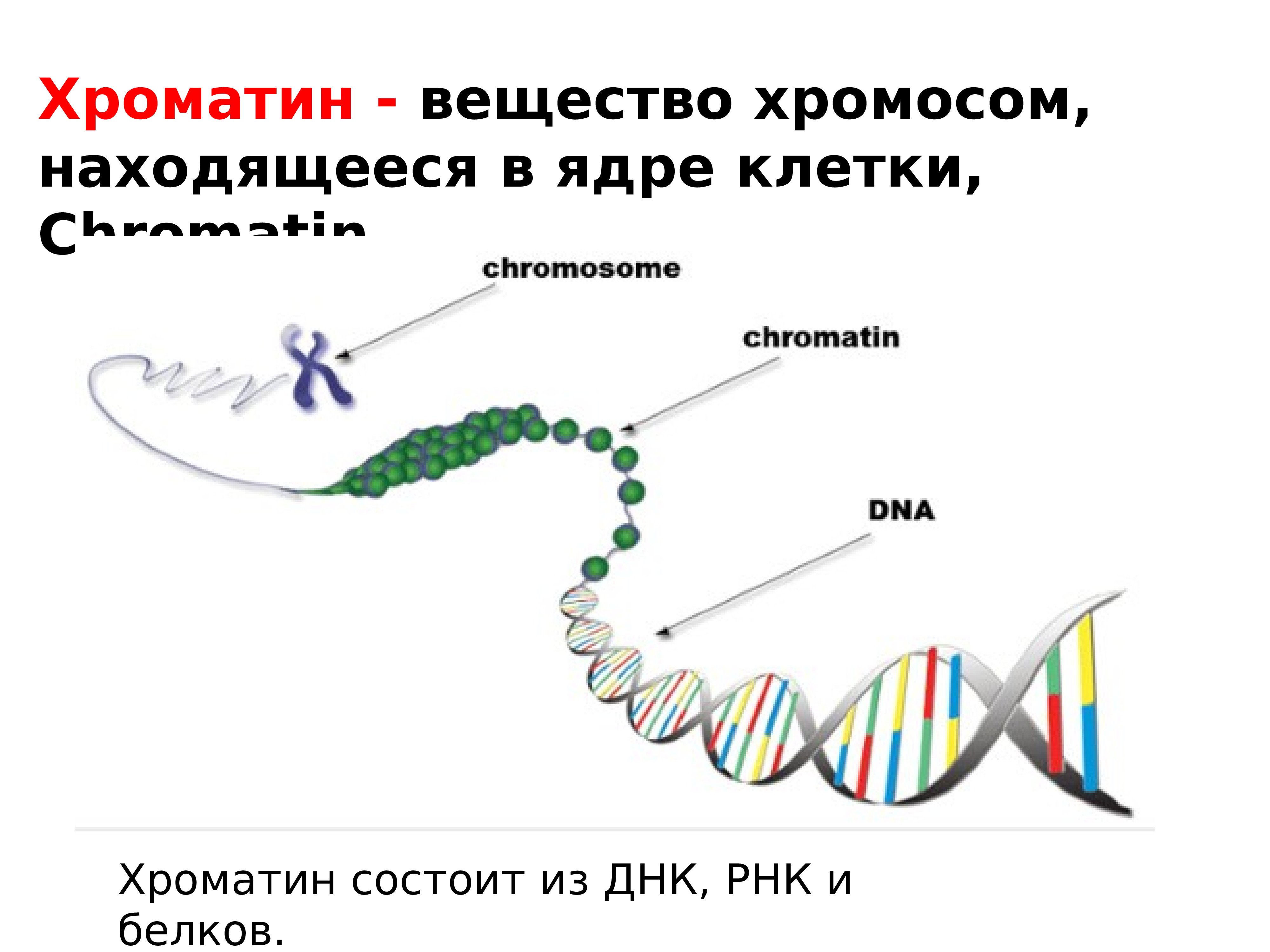 Сколько молекул днк в данной хромосоме. ДНК хроматин. Хроматин и хромосомы. Хромосомы в ядре. ДНК И хромосомы.