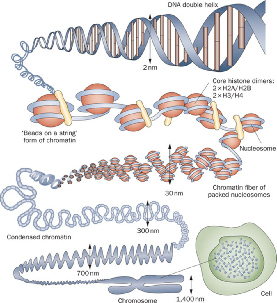 Спирализация белка. Строение ДНК хроматин. Уровни компактизации ДНК. Хромосомы ДНК +белки гистоны. Схема упаковки ДНК В хромосоме.