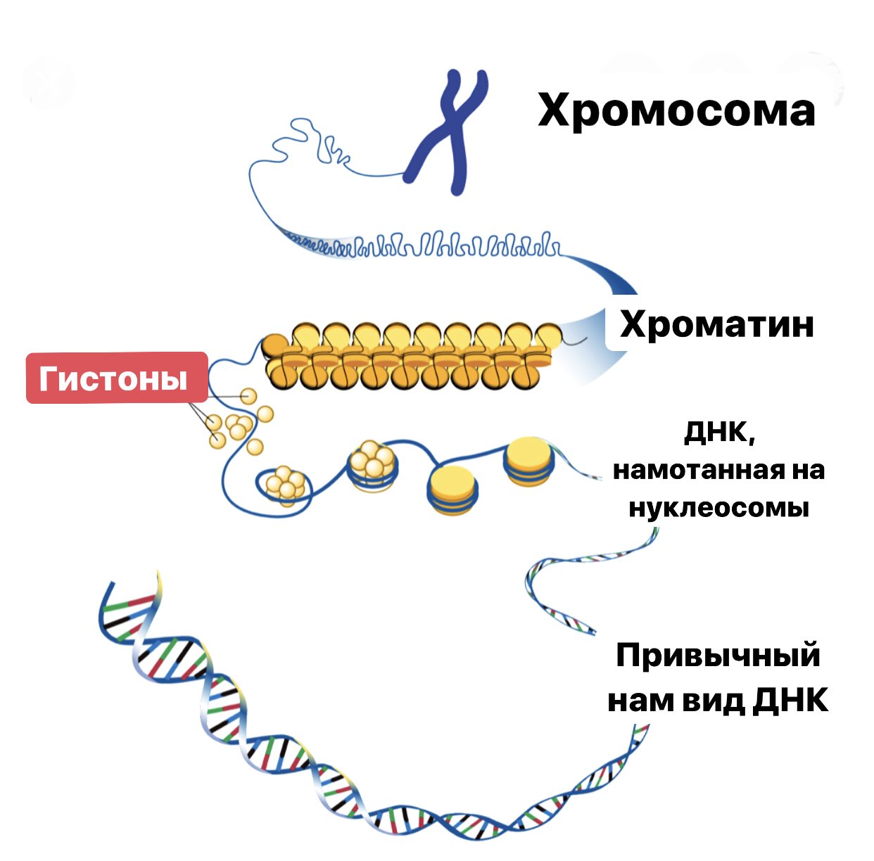 Молекулы днк находится в хромосомах. ДНК хроматин хромосома. ДНК И белки гистоны. Строение белков гистонов. Хромосомы ДНК +белки гистоны.