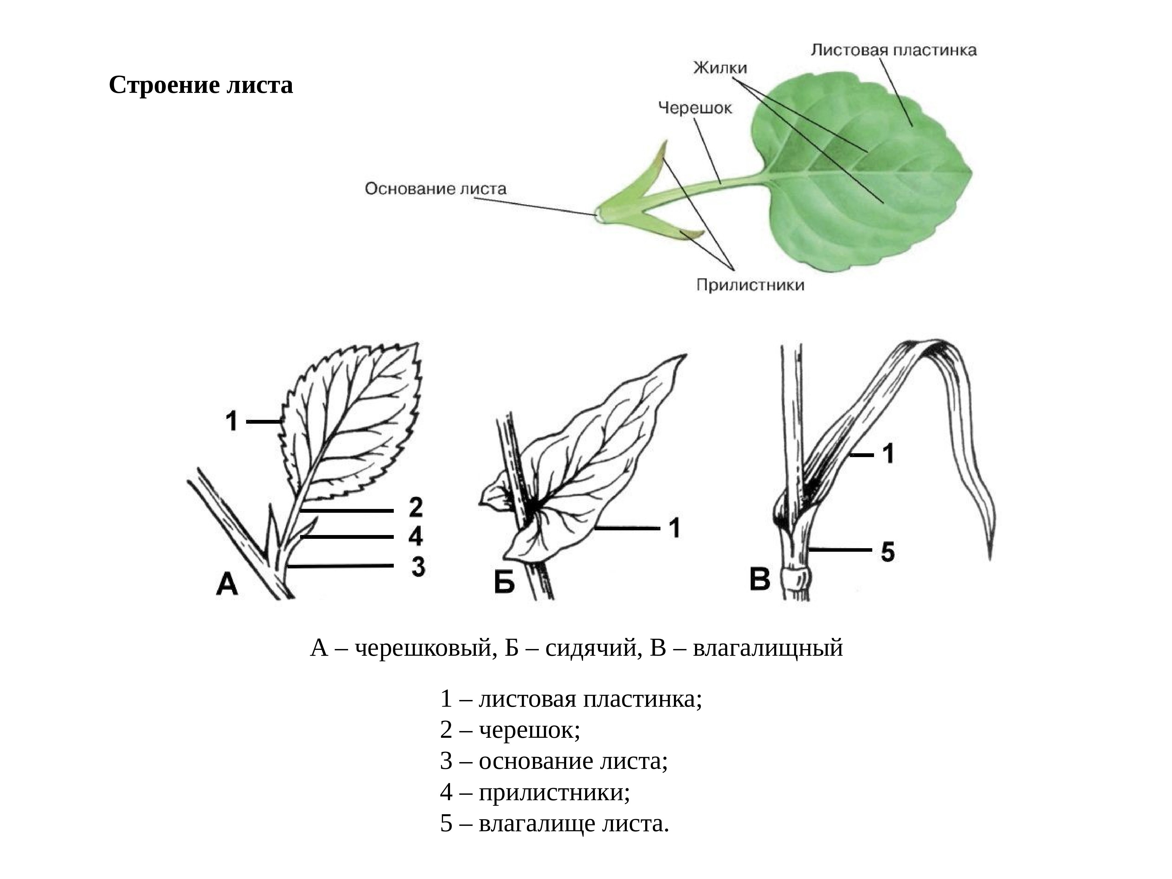 Анатомия растений ботаника. Строение листа сидячий и черешковый. Внешнее строение листа черешковые сидячие. Внешнее строение черешкового листа. Строение Черенковых листьев.