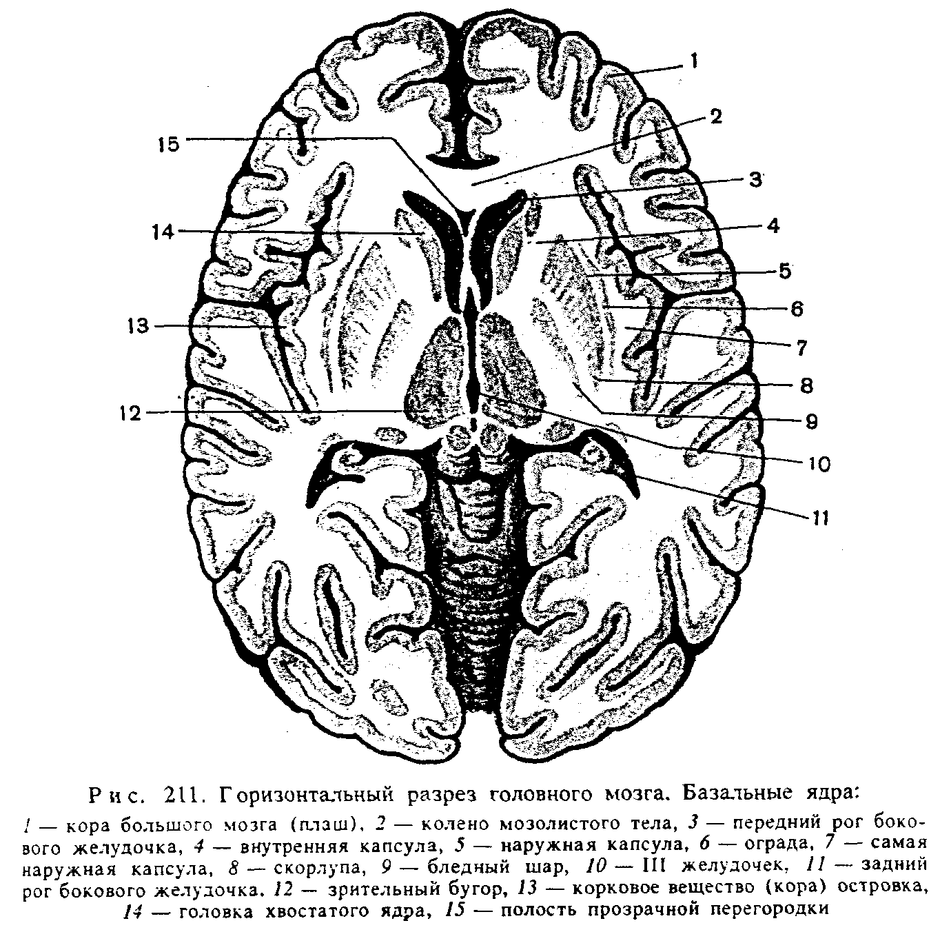Хвостатое ядро мозга. Горизонтальный разрез головного мозга базальные ядра. Головка хвостатого ядра головного мозга. Хвостатое ядро головного мозга анатомия. Схема базальных ядер головного мозга.