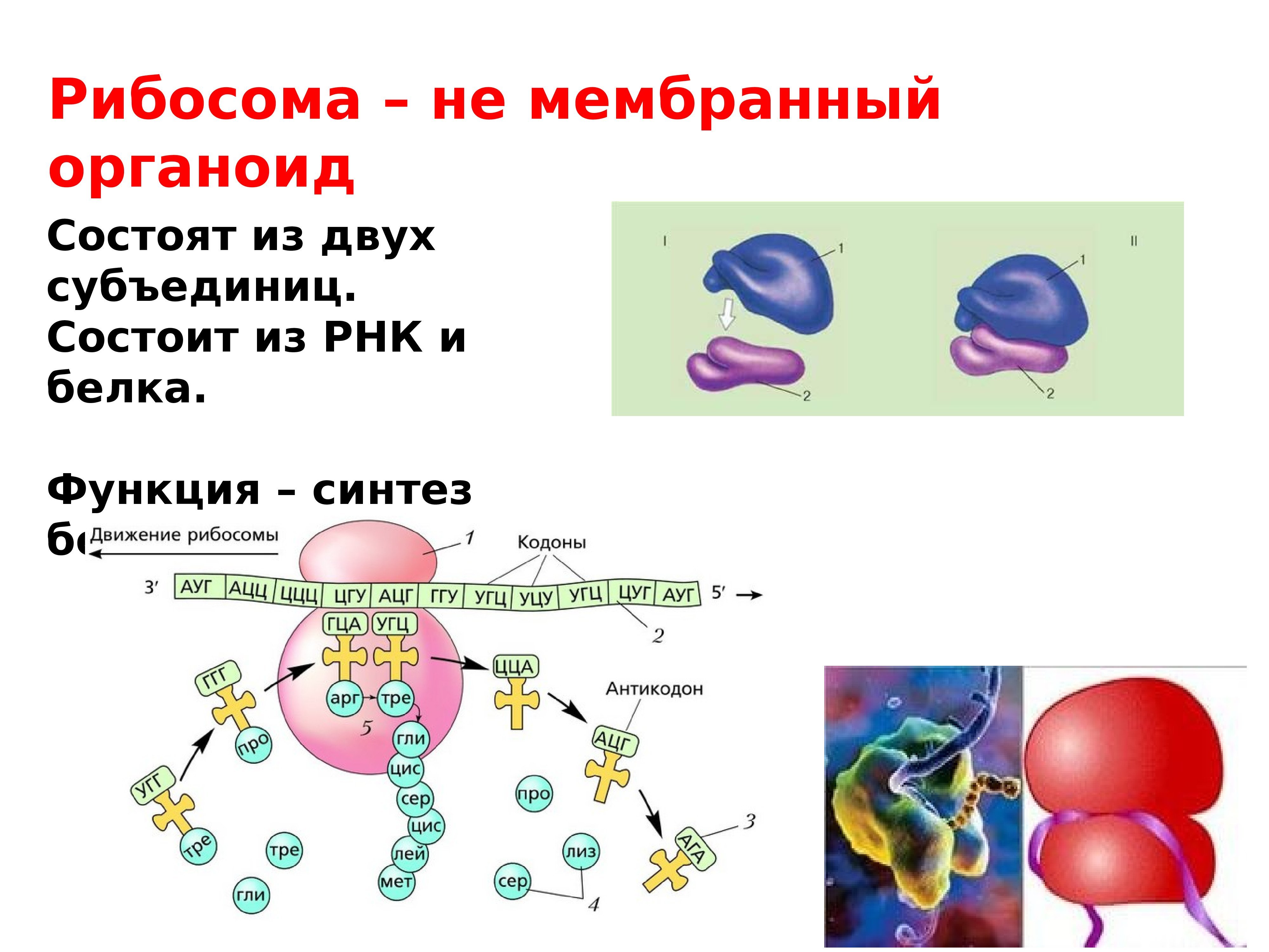 Клетка бактерий рибосомы. Рибосомы бактерий строение. Структура рибосомы. Рибосома схема. Рибосомы функции.