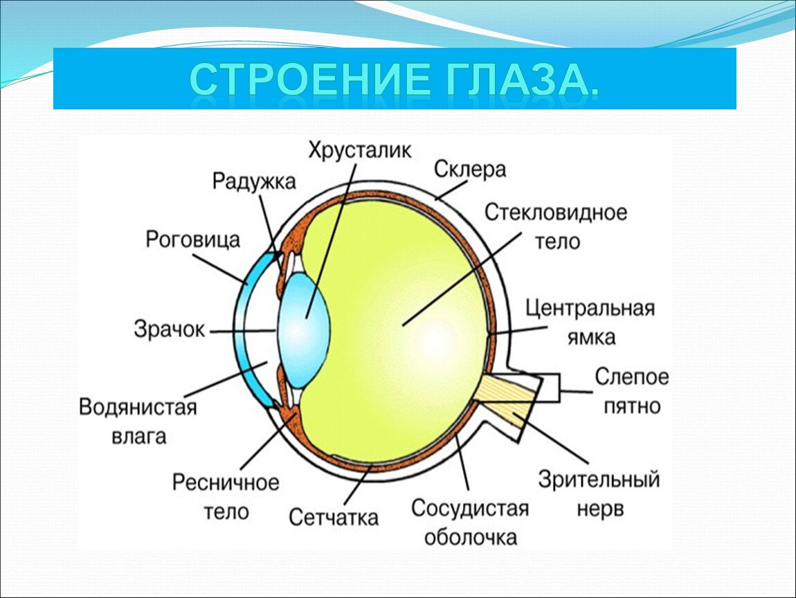 Структура строения глаза