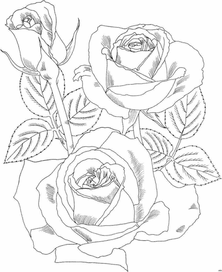 Розы куст рисунок карандашом