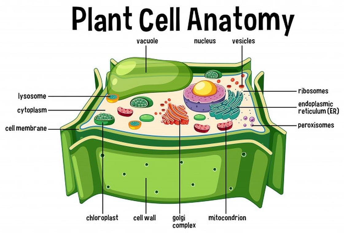 Строение клетки растения рисунок