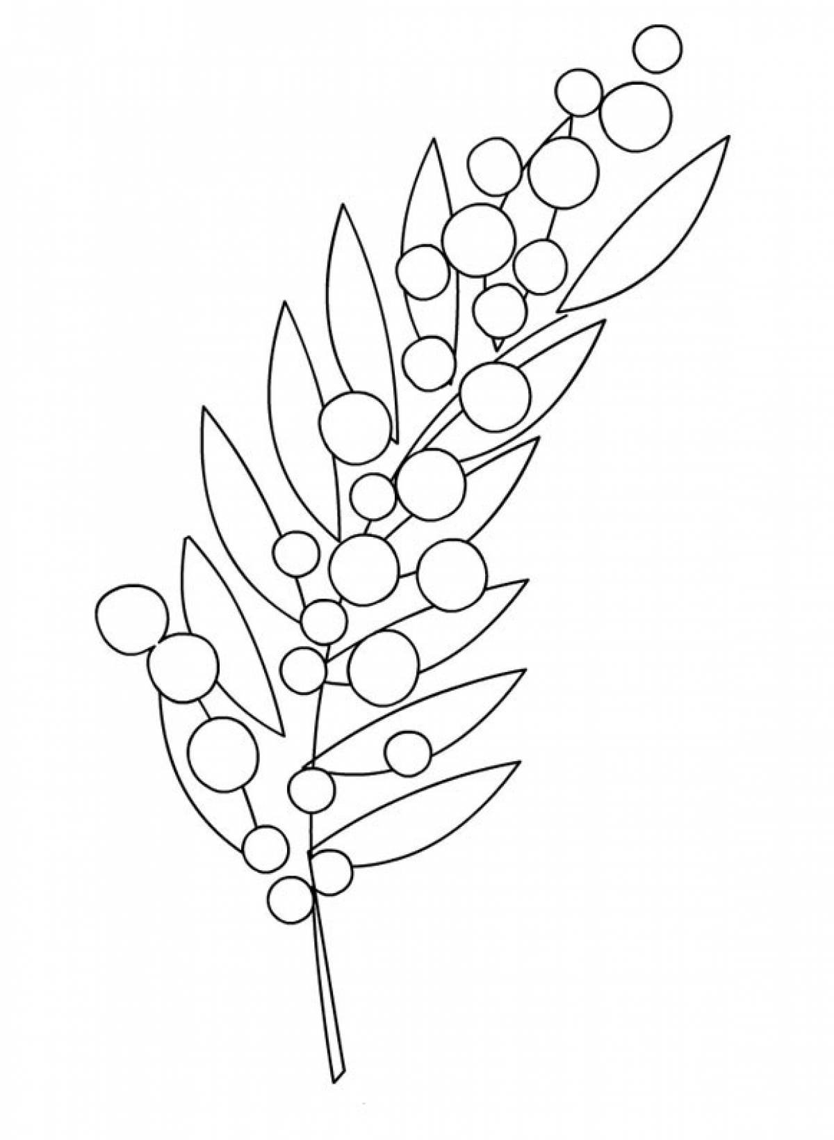 Мимоза цветок нарисовать. Ветка мимозы раскраска. Веточка мимозы раскраска для детей. Контур веточки мимозы. Мимоза рисунок.