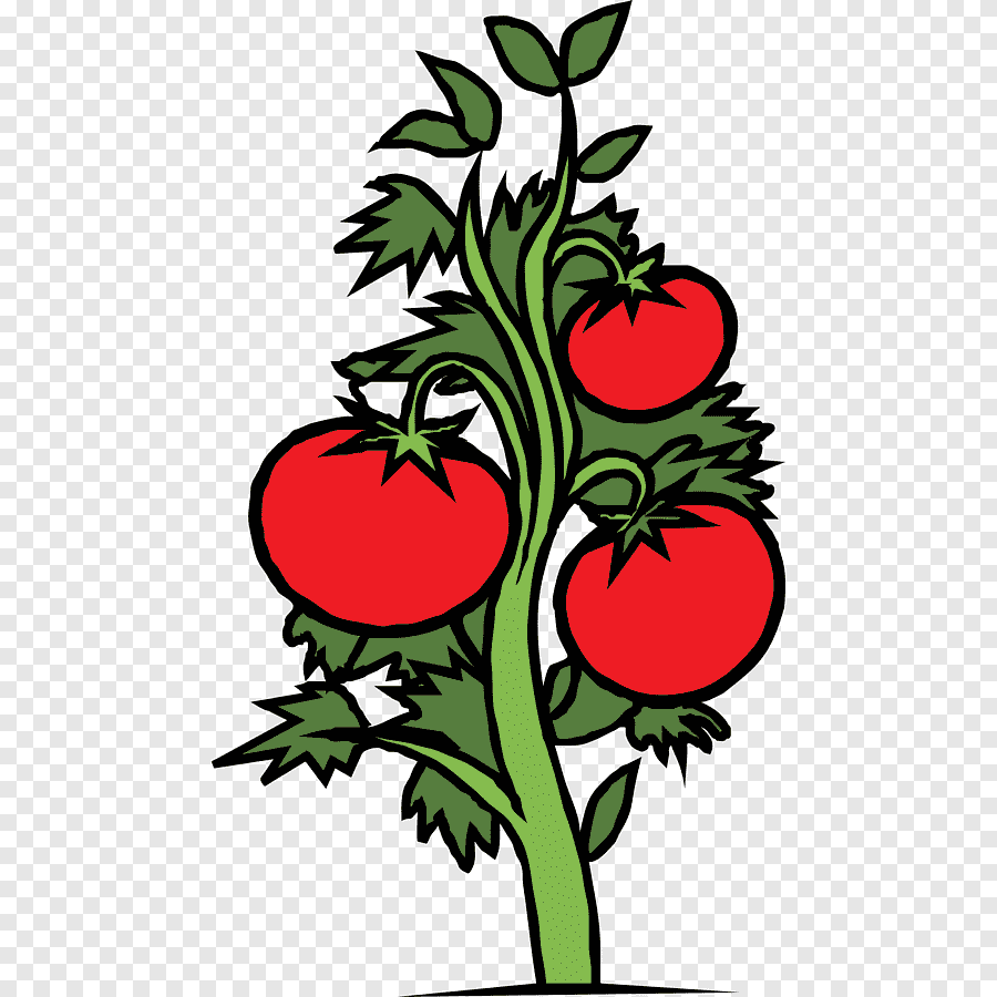 Куст помидора рисунок