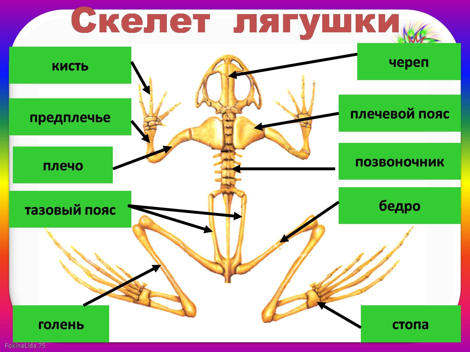 Скелет лягушки позвоночник. Строение скелета лягушки. Класс земноводные отделы скелета. Строение опорно двигательной системы земноводных. Строение скелета земноводных опорно двигательная система.