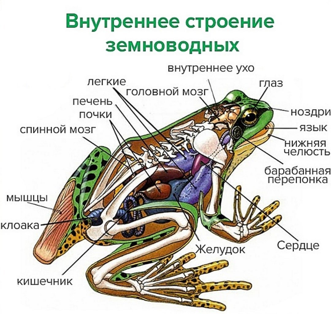 Скелет передних конечностей лягушки. Лягушка биология внутреннее строение. Внутреннее строение бесхвостых амфибий. Внутреннее строение земноводные биология 7 класс. Мозг амфибии.