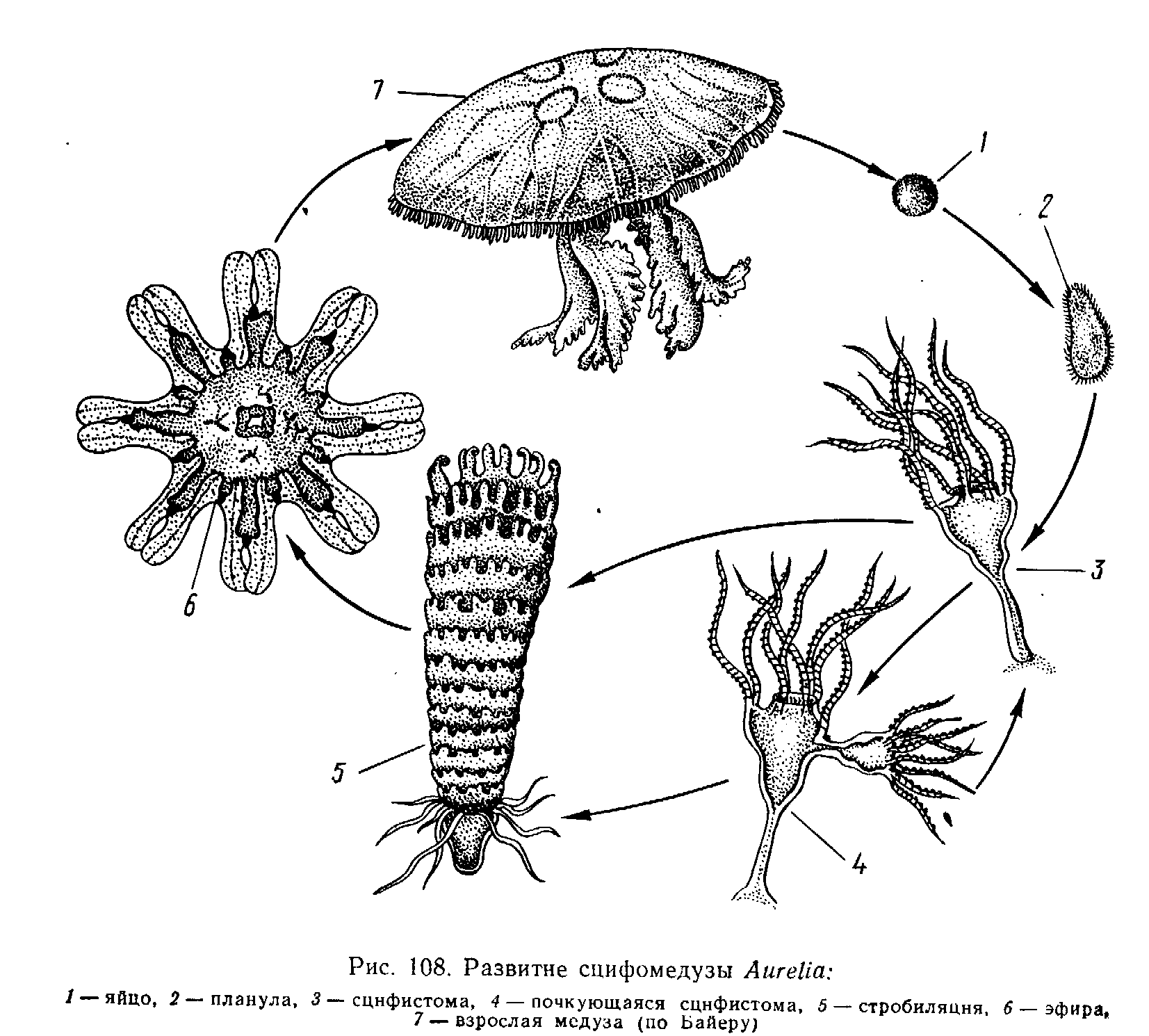 Стадия жизненного цикла медузы. Жизненный цикл Аурелии Догель 1981. Стробиляция у сцифоидных. Размножение сцифоидных медуз. Жизненный цикл сцифомедузы.