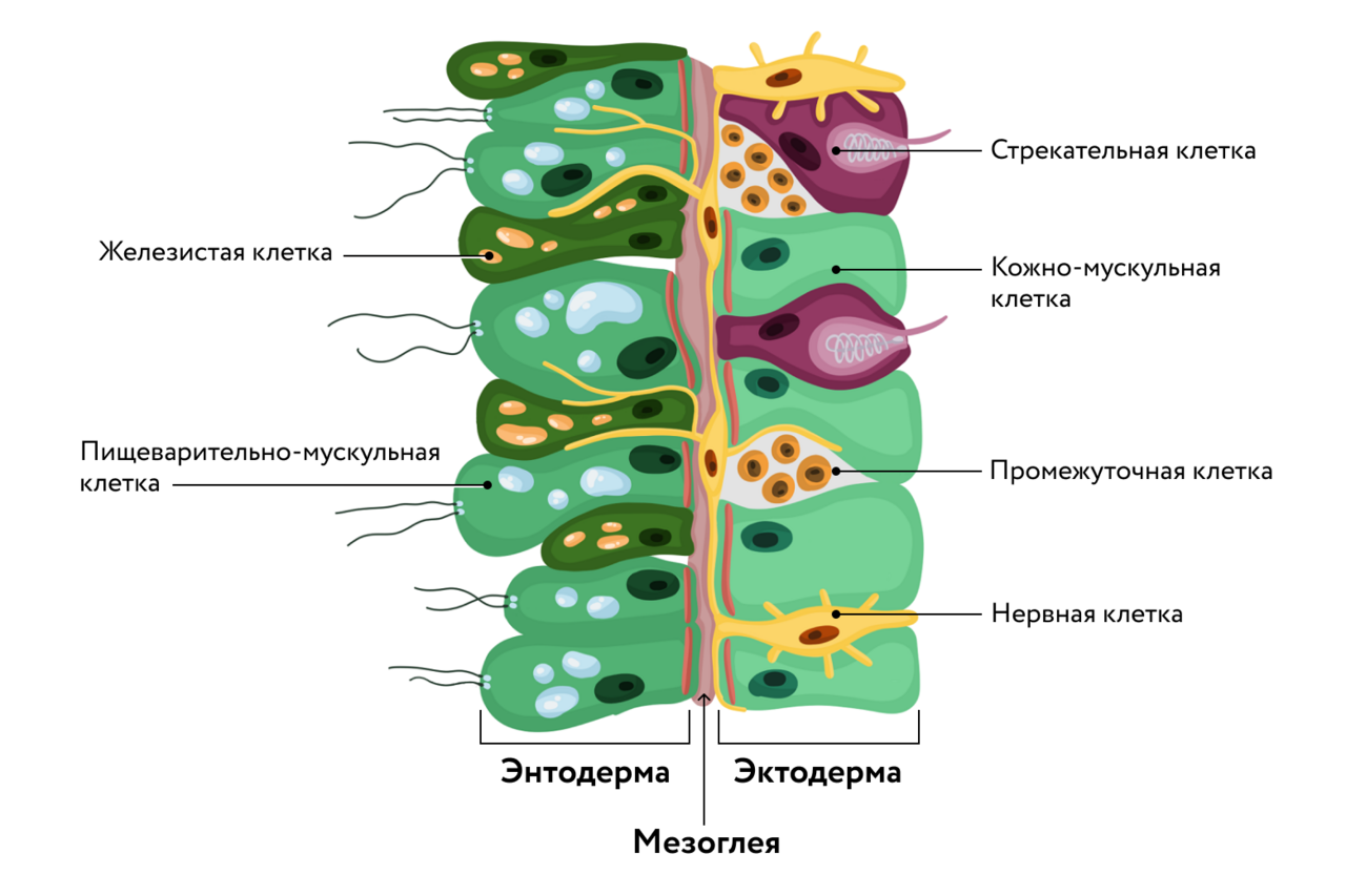 Промежуточная по биологии 8. Строение клеток гидры. Клетки Экто и энтодермы гидры. Внутреннее строение гидры клетки. ЕГЭ биология клетки гидры.