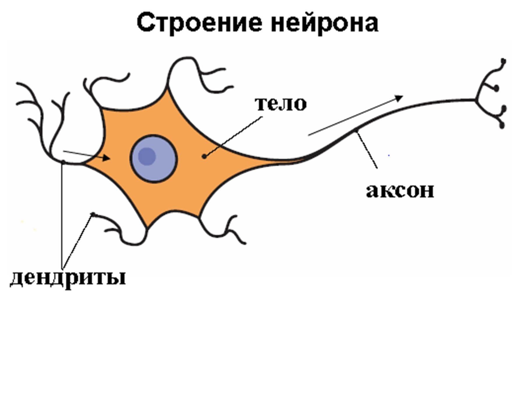 Биология нервные клетки. Дендрит тело нейрона Аксон синапс. Строение нейрона и синапса. Строение нейрона рисунок. Строение аксона нервной клетки.