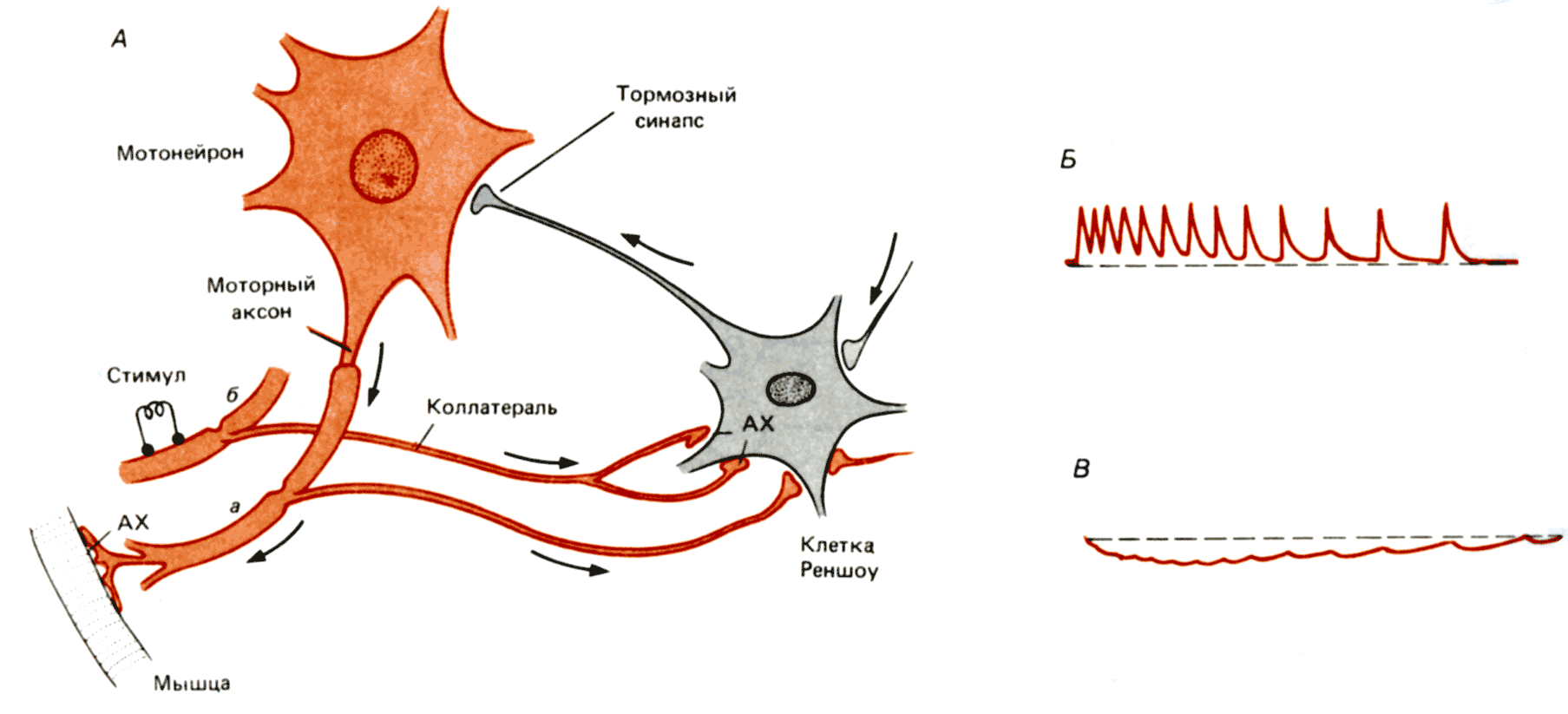 Импульс мозг аксон. Клетки Реншоу физиология. Тормозной Нейрон Реншоу. Тормозные Нейроны и тормозные синапсы. Возвратное торможение клетки Реншоу.