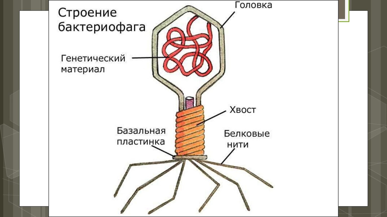 Наследственный аппарат вируса формы жизни бактериофаги