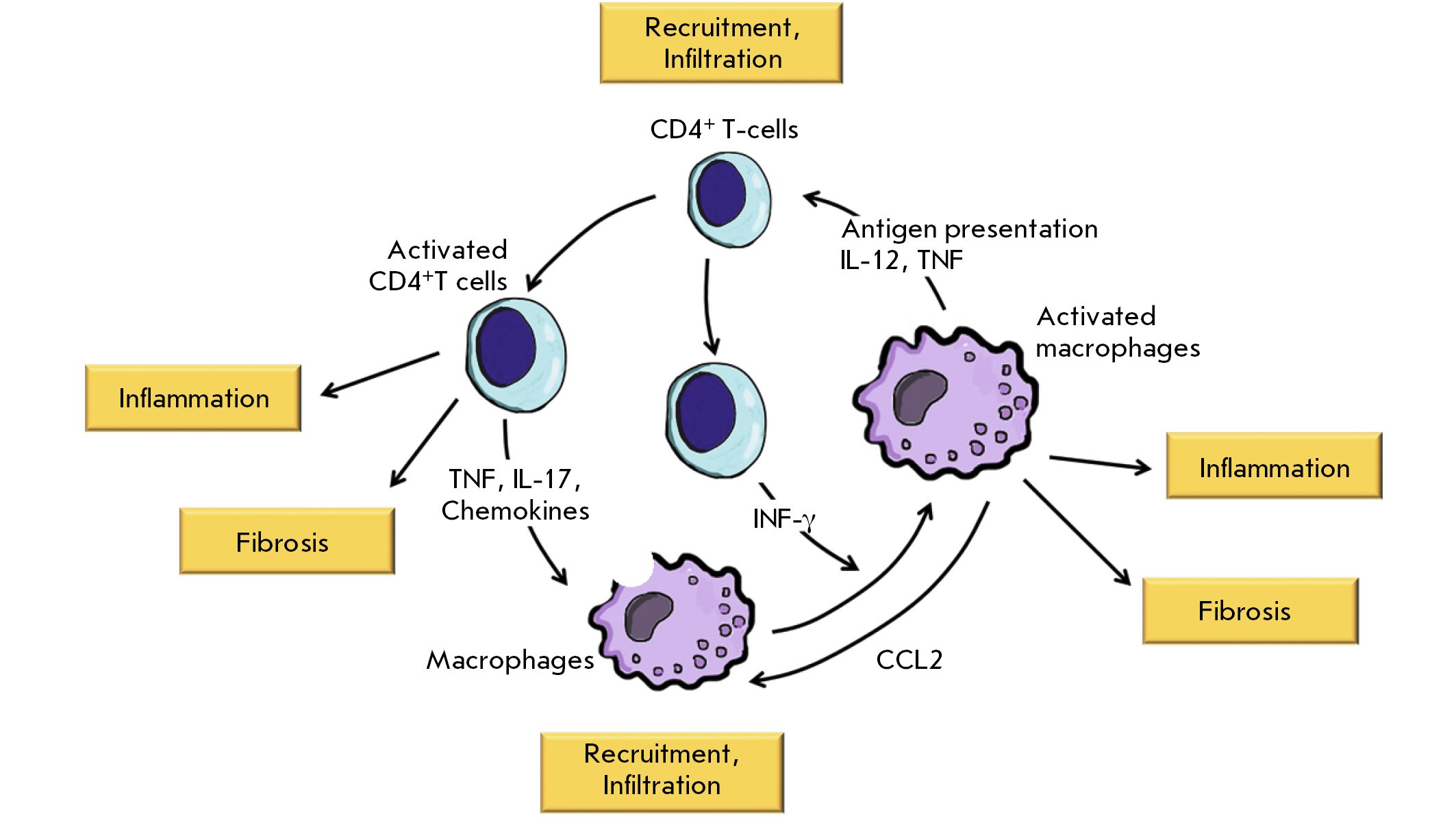 Клетками макрофагами являются. Макрофаги m1. Макрофаги м1 и м2. Т1 и т2 лимфоциты. Cd8 т лимфоциты.