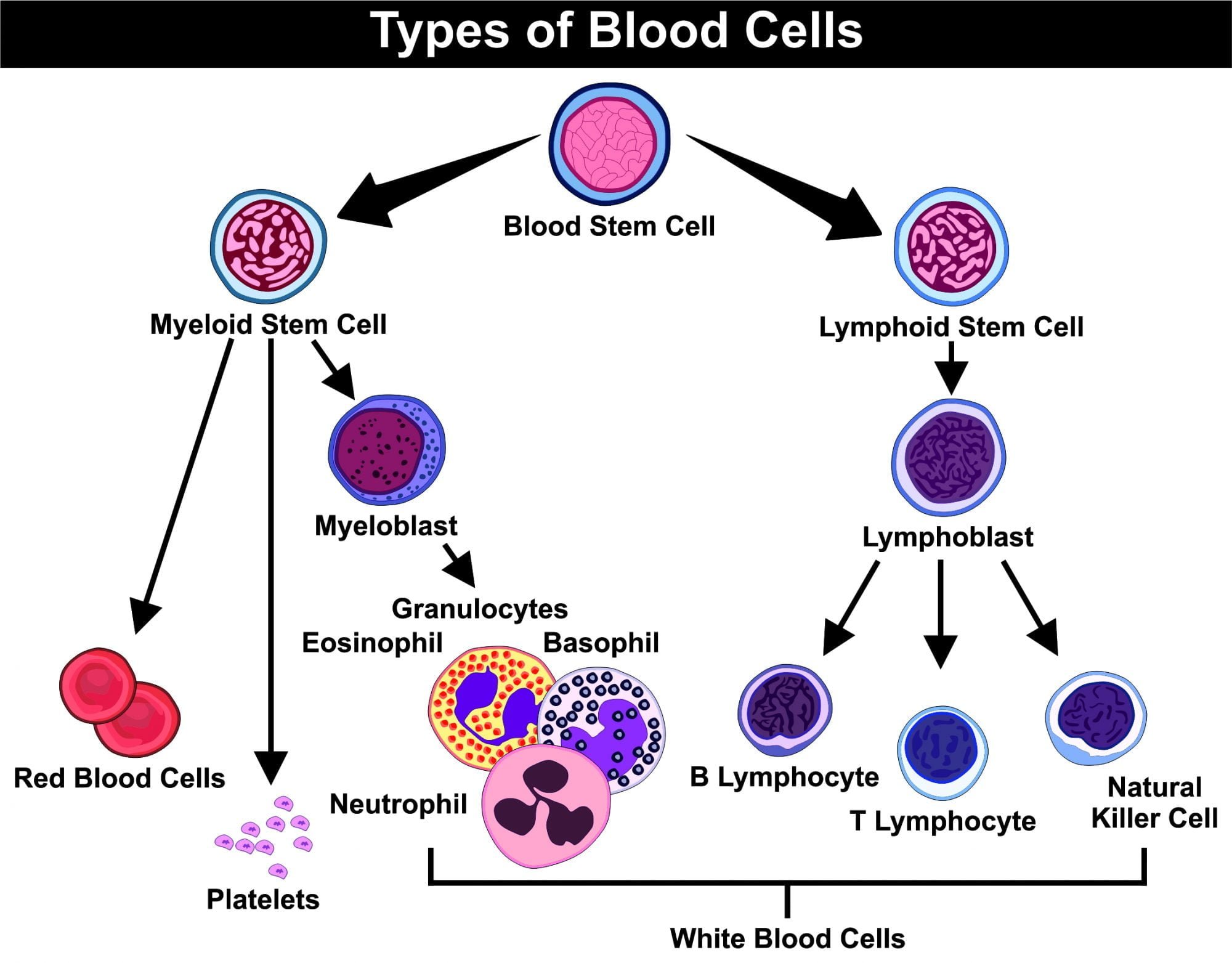 Кровь на б клетки. Полипотентная стволовая клетка крови. Гемопоэтические стволовые клетки. Клетки крови схема. Стволовые клетки схема.