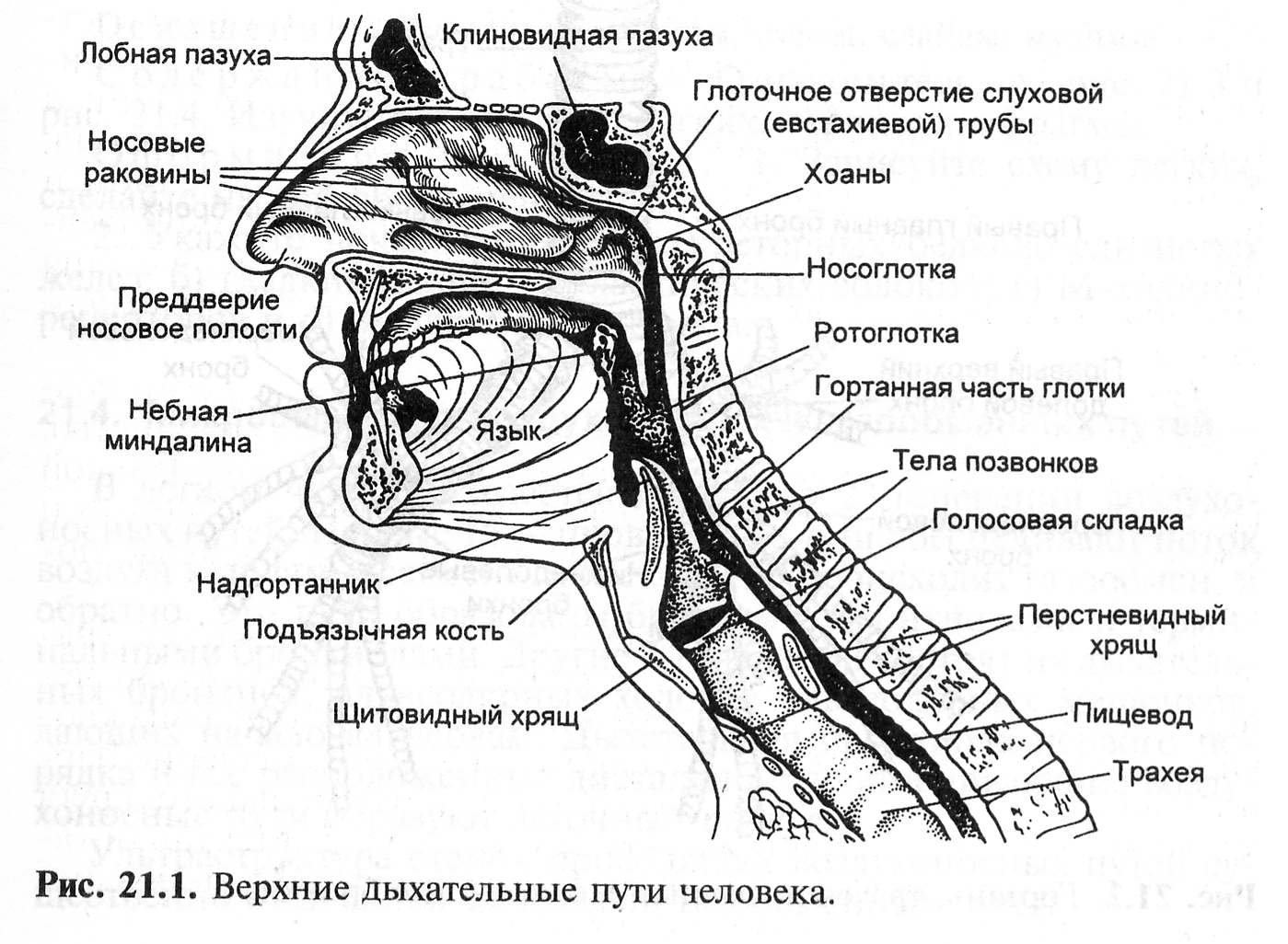 Глотка 4 буквы. Схема дыхательная система человека дыхательные пути. Органы дыхания схема Верхние дыхательные. Дыхательные пути строение анатомия. Дыхательная система анатомия носовая полость.