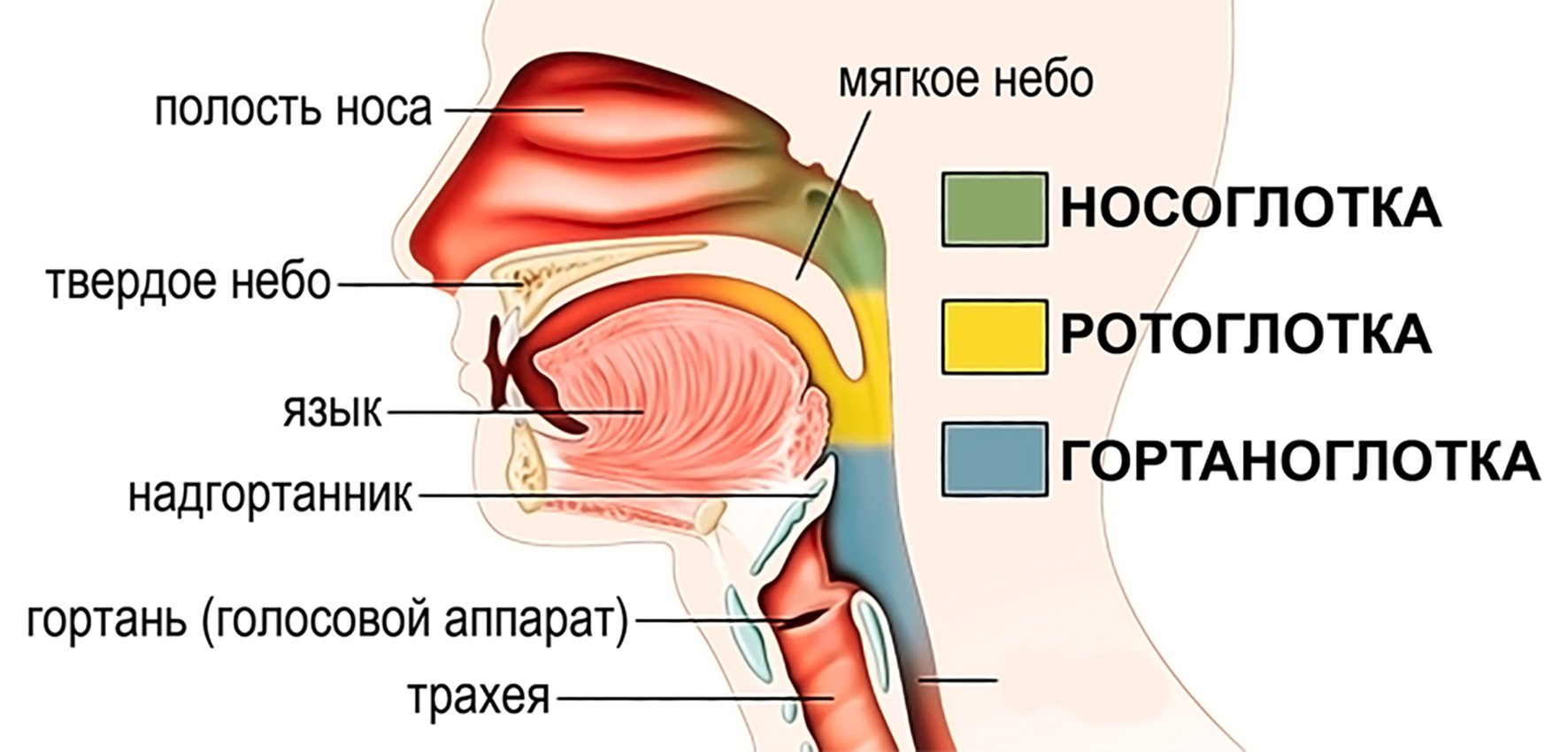 Глотка какие железы. Пищеварительная система человека анатомия гортань. Носоглотка ротоглотка гортаноглотка строение. Полость рта глотка пищевод анатомия. Строение пищеварительной системы человека глотка.