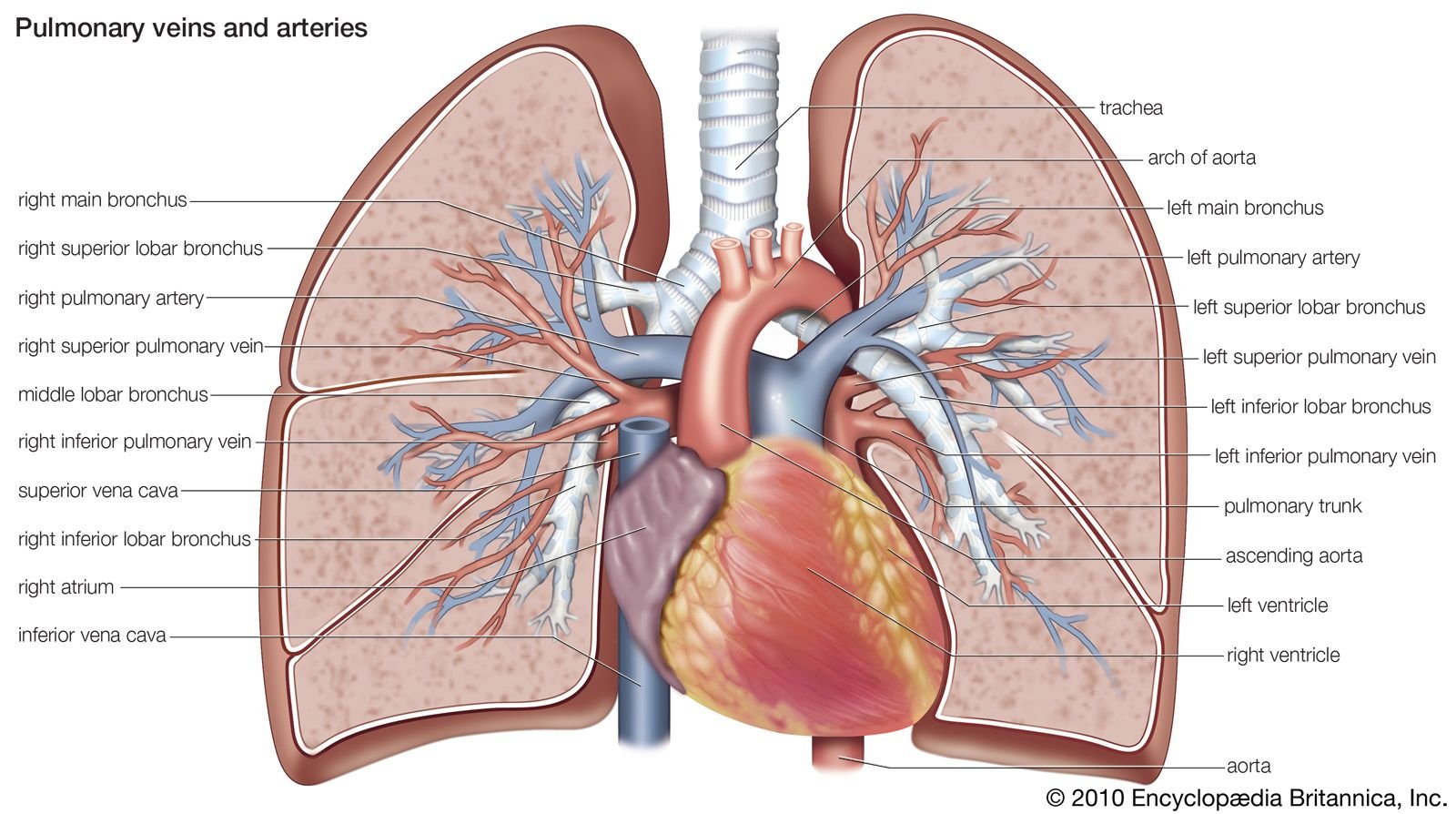 Бронхит латынь. Легочные артерии анатомия. Ствол легочной артерии анатомия. Левая легочная артерия анатомия. Сердце анатомия легочная артерия.