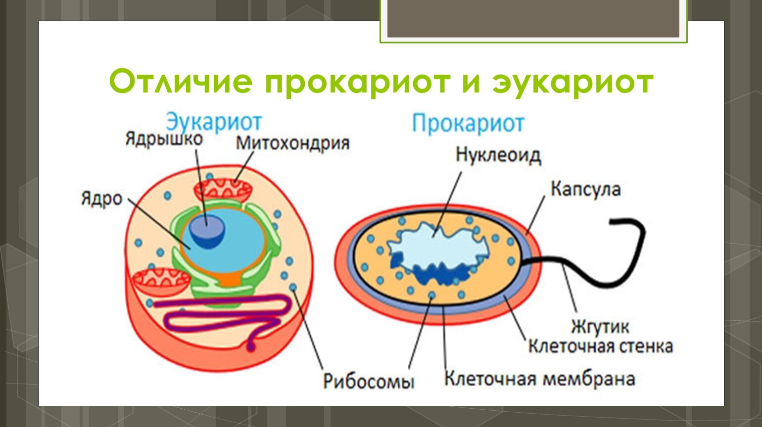 В клетках прокариот в отличие. Отличие прокариотической клетки от эукариотической клетки. Строение прокариот и эукариот. Клетка бактерий и эукариот. Различие эукариот от прокариот.
