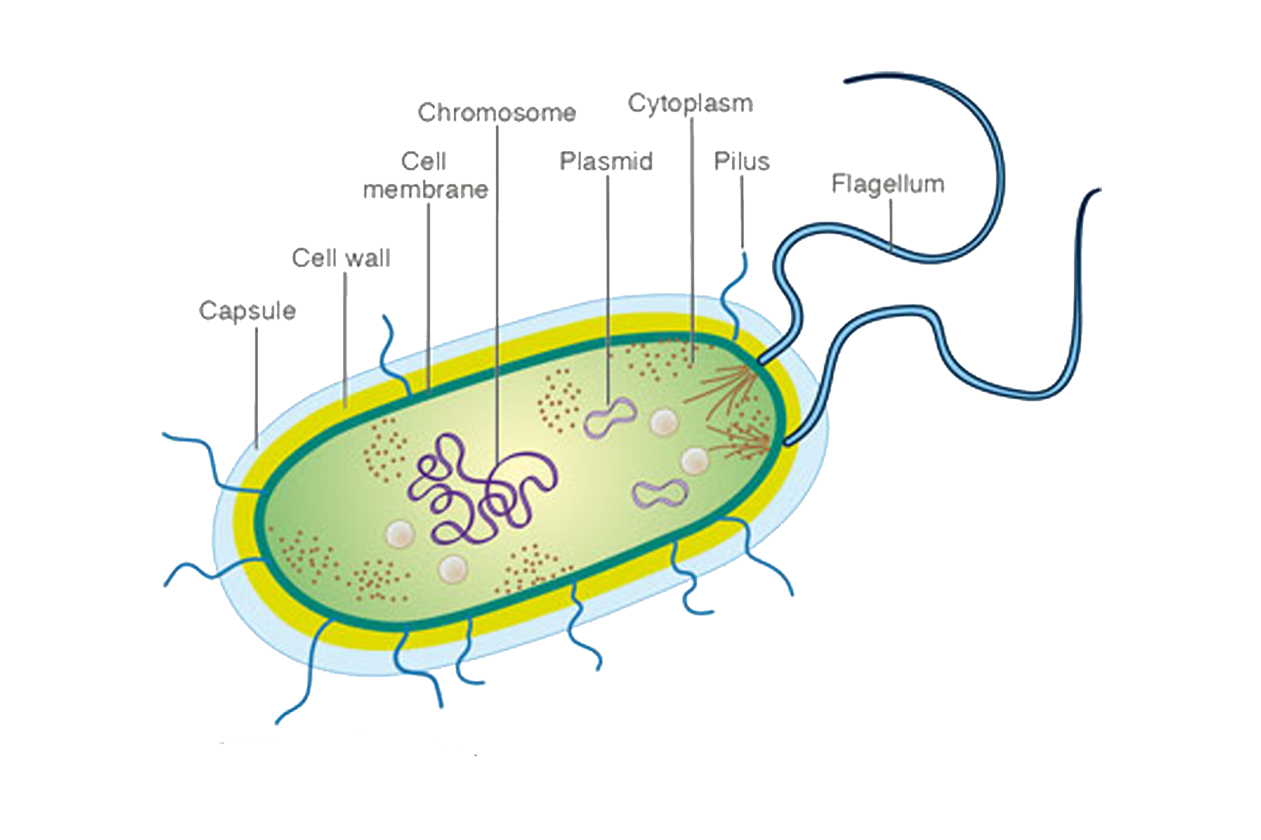 Развитие прокариот. Схема строения бактерии. Бактериальная клетка рисунок. Строение прокариотической клетки. Схема клетки бактерии.